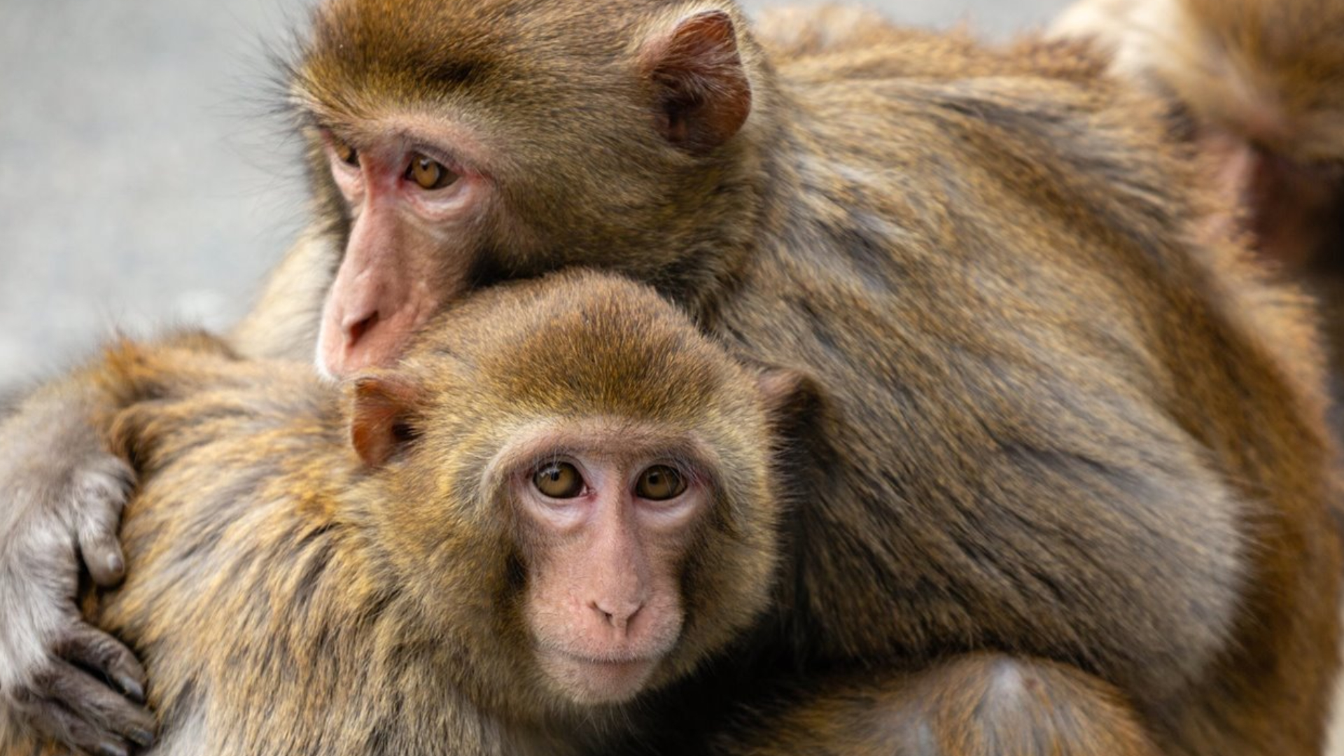 Monos Rora Monos se roban a un bebé de una vivienda y le arrebatan la vida en la India