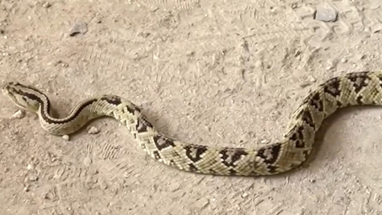 Giuliano Da Empoli Y ‘La Hora De Los Depredadores’ - Revista Mundo Diners