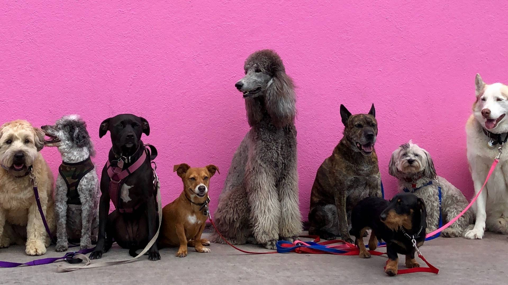 Día Mundial del Perro, ¿qué hay detrás de la celebración?