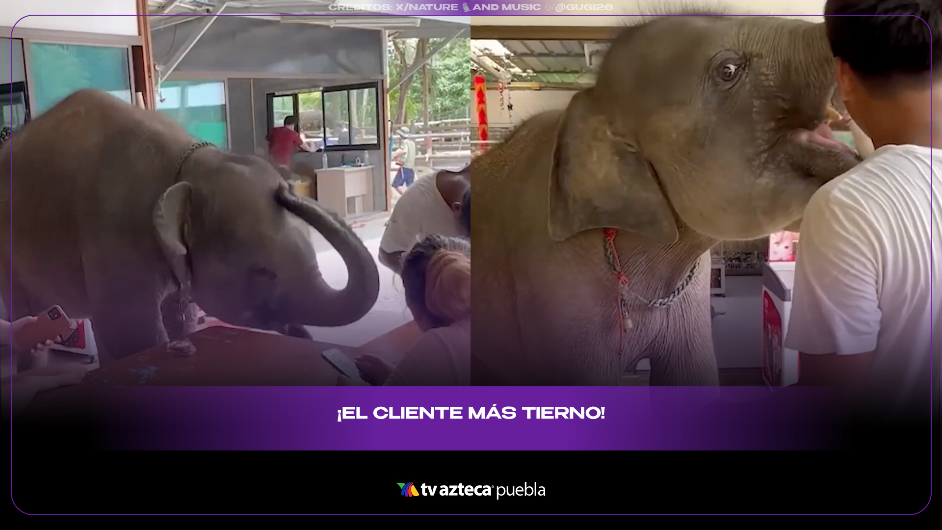 Bebé elefante visita cafetería y conquista con su ternura