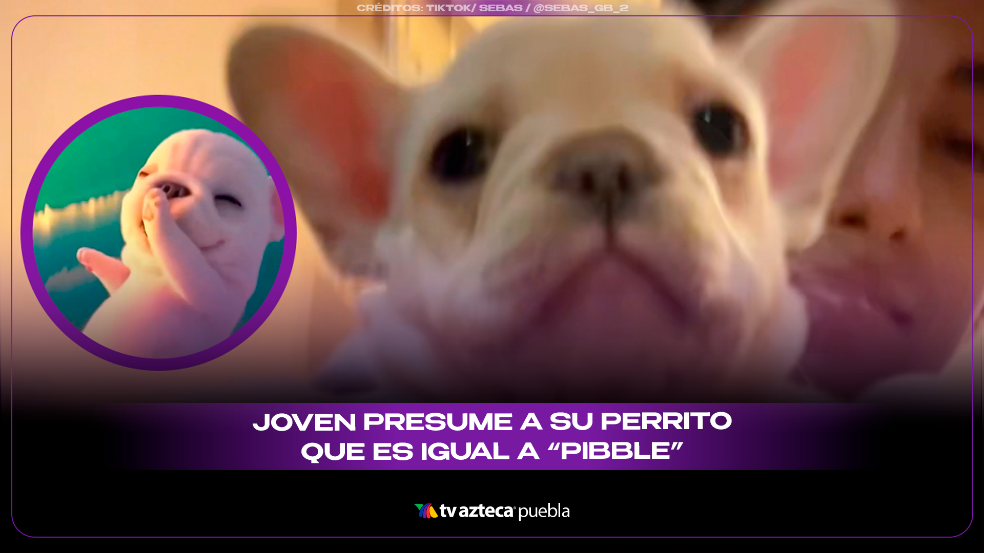 Perrito colombiano se vuelve viral por parecerse al famoso “Pibble” y usuarios aseguran que venció a la IA.