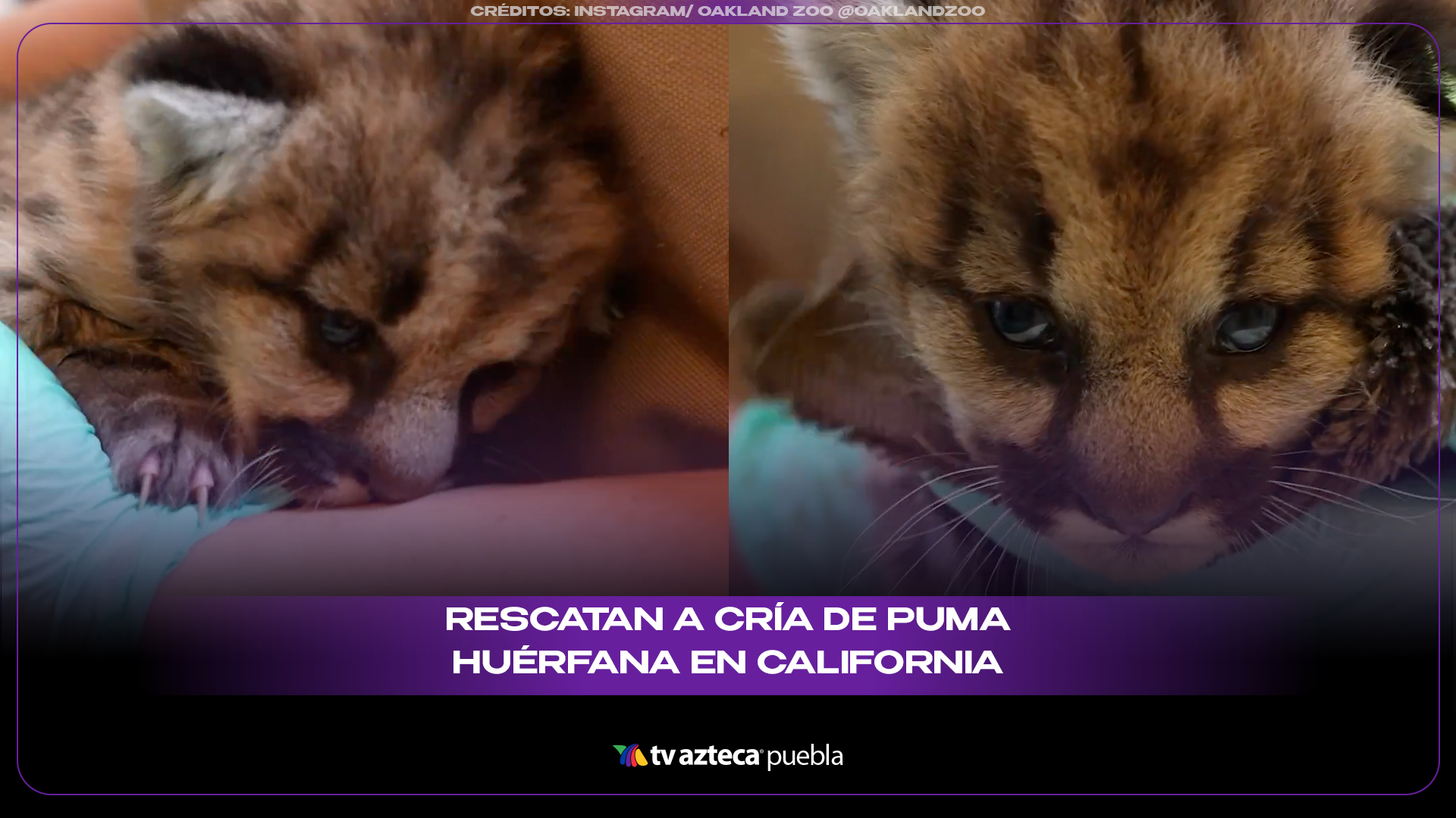 Rescatan a cría de puma huérfana en California y su historia conmueve al mundo