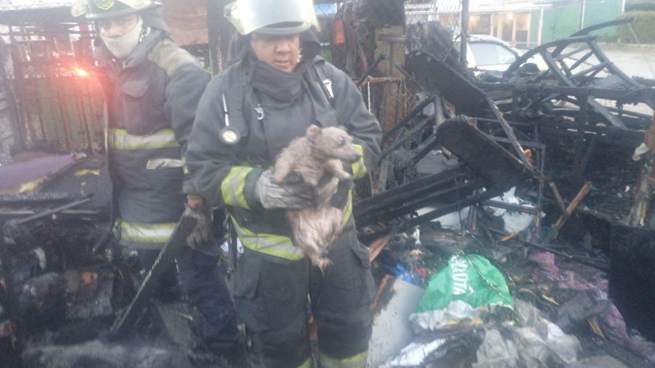 FOTOS: Incendio consumió lote en Bosques de San Sebastián hoy; rescataron a 2 perritos