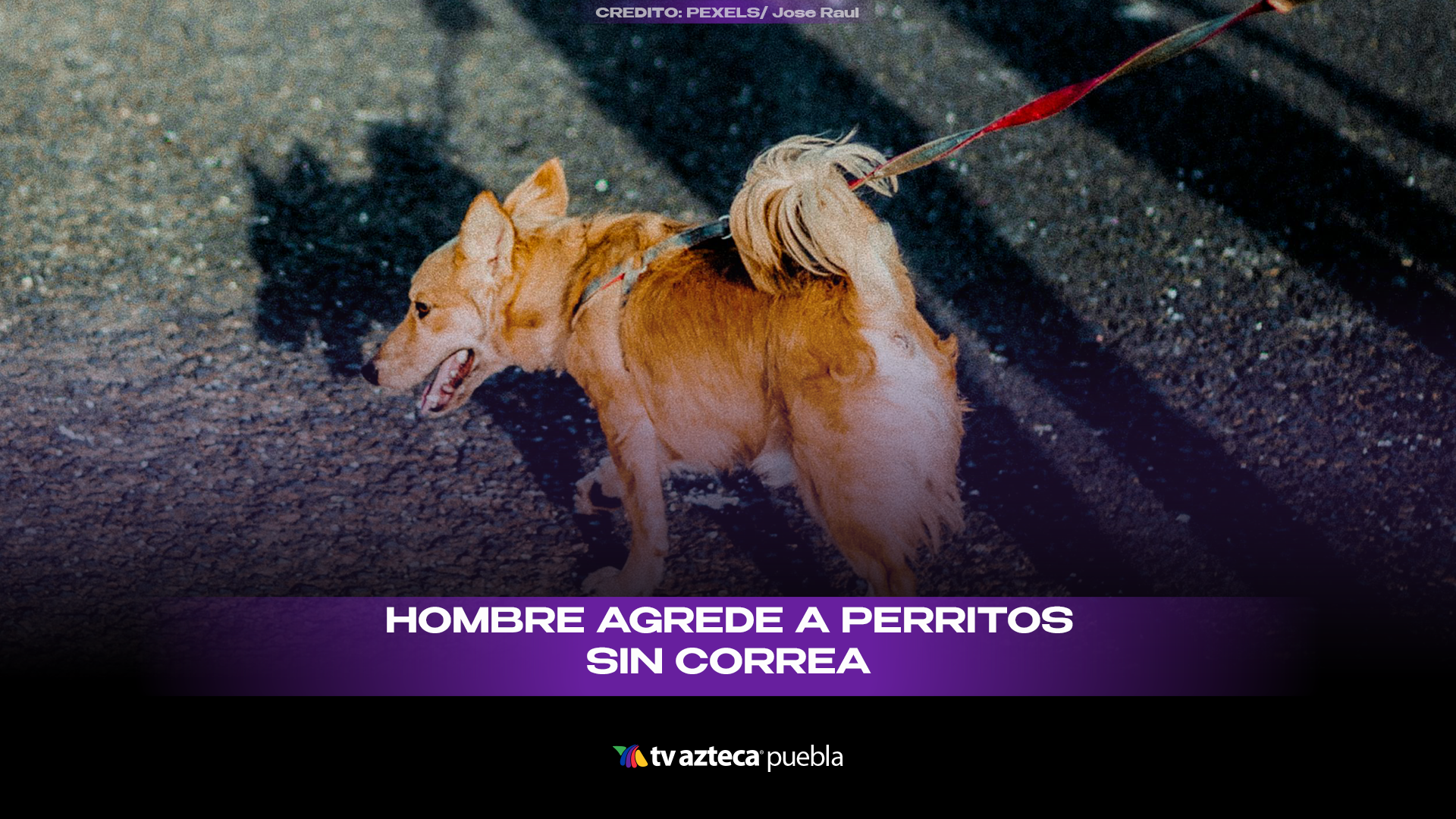 Denuncian a hombre por golpear perros en Los Fuertes de Loreto en Puebla