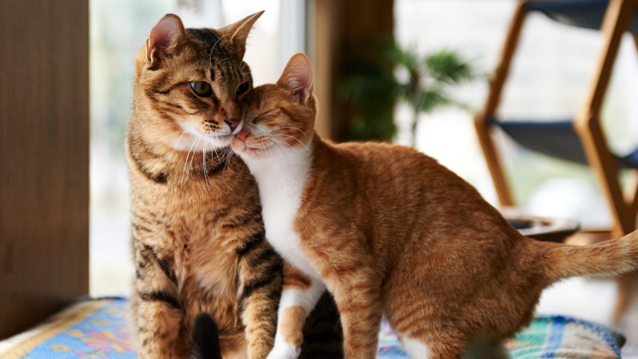 20 de febrero, Día del Gato 2026 y los beneficios de tener un michi en casa