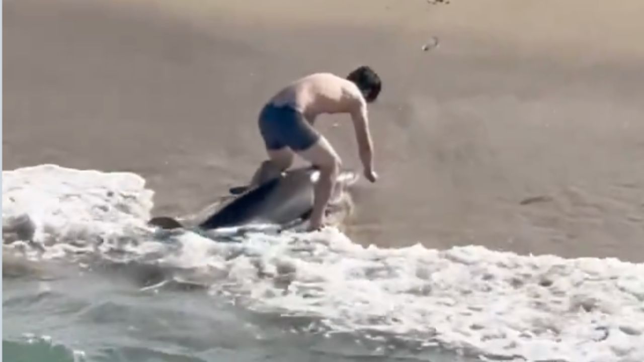 VIDEO FUERTE: Joven arriesga su vida al rescatar a un tiburón blanco atrapado en una playa
