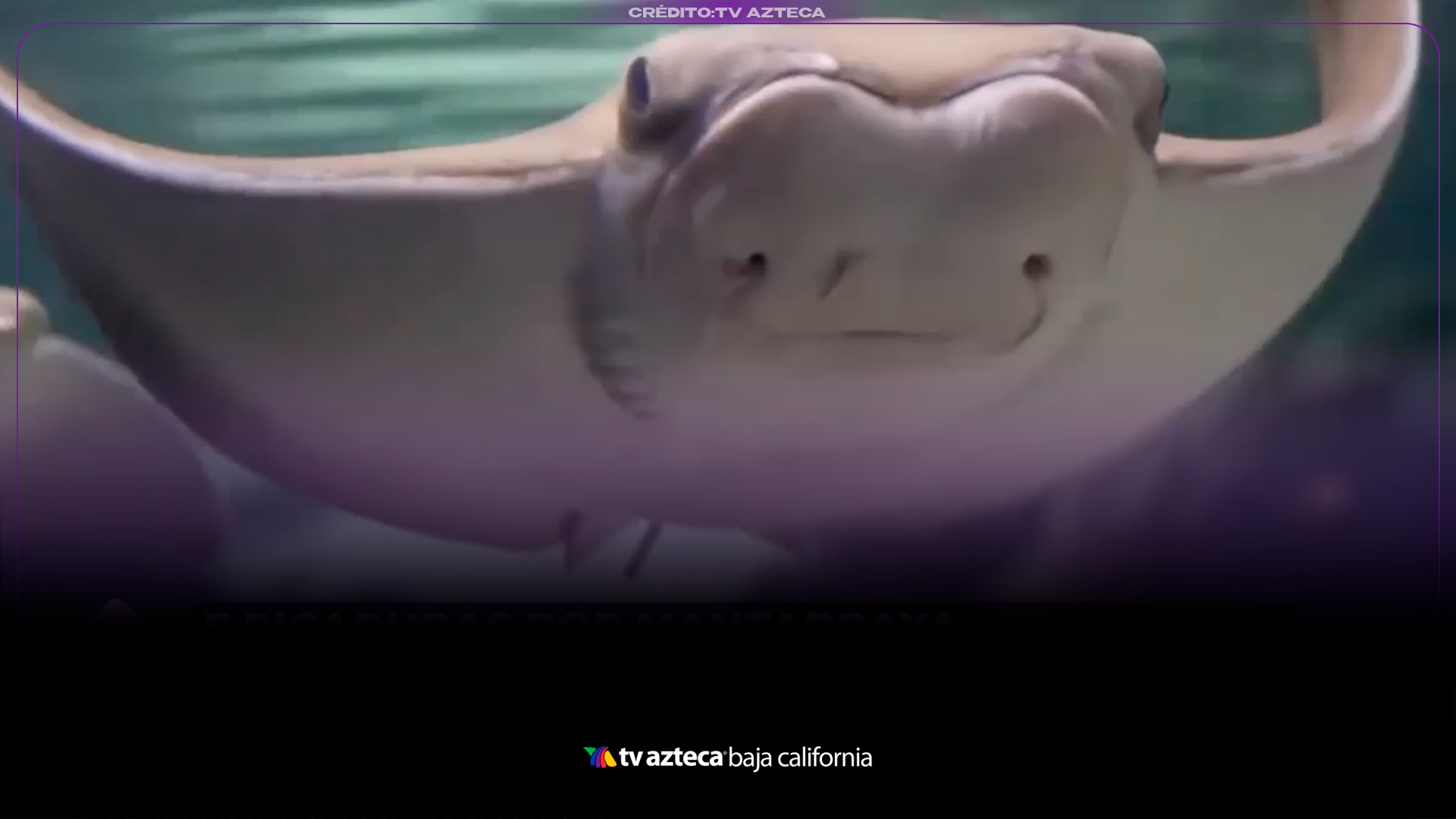 Picaduras de mantarraya en Tijuana 2026: recomendaciones para evitar ...