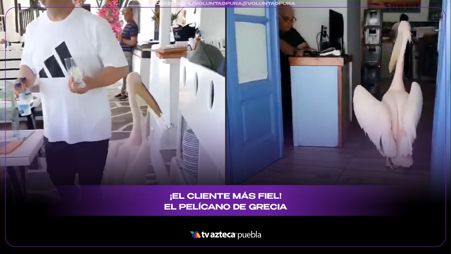 Pelícano visita diario restaurante en Grecia y se vuelve leyenda