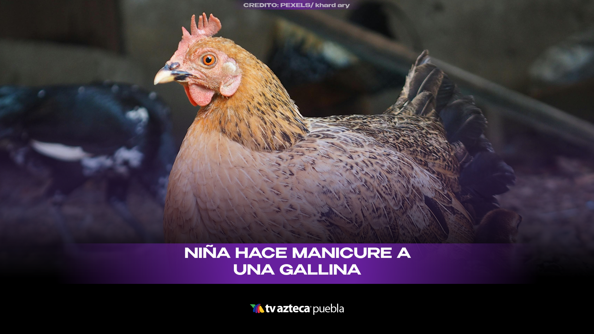 Niña se vuelve viral por hacer manicure a una gallina
