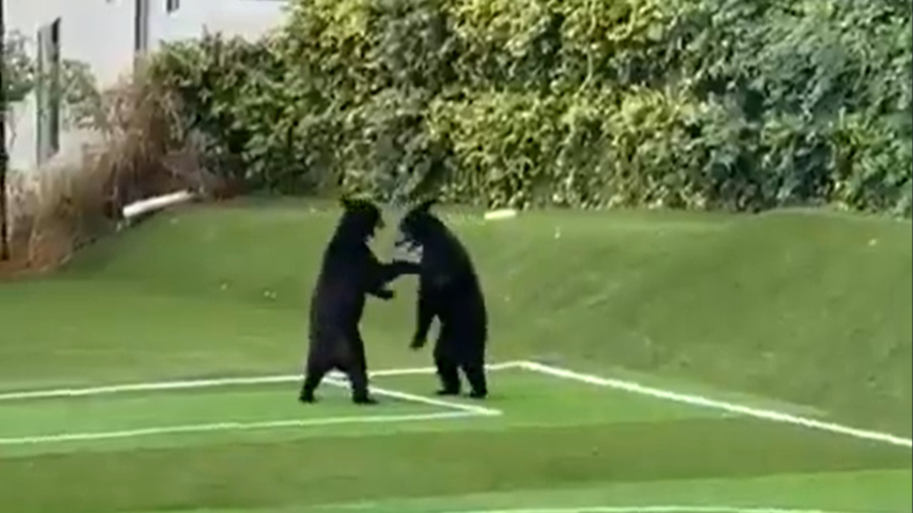 Osos sorprenden en cancha de futbol ¿Por qué aparecen osos en lugares públicos de Nuevo León?