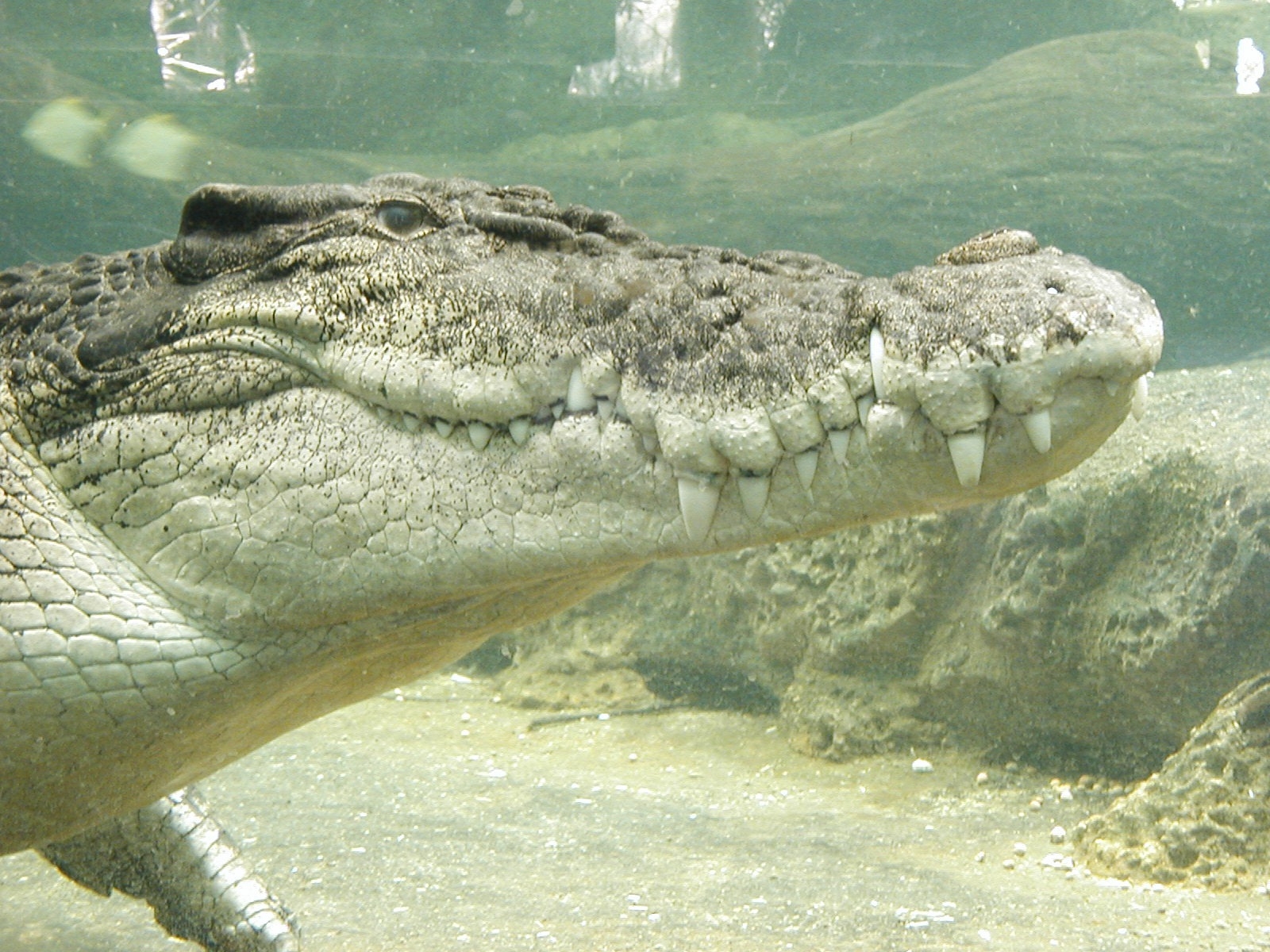 Cocodrilo predice quién ganará el Super Bowl