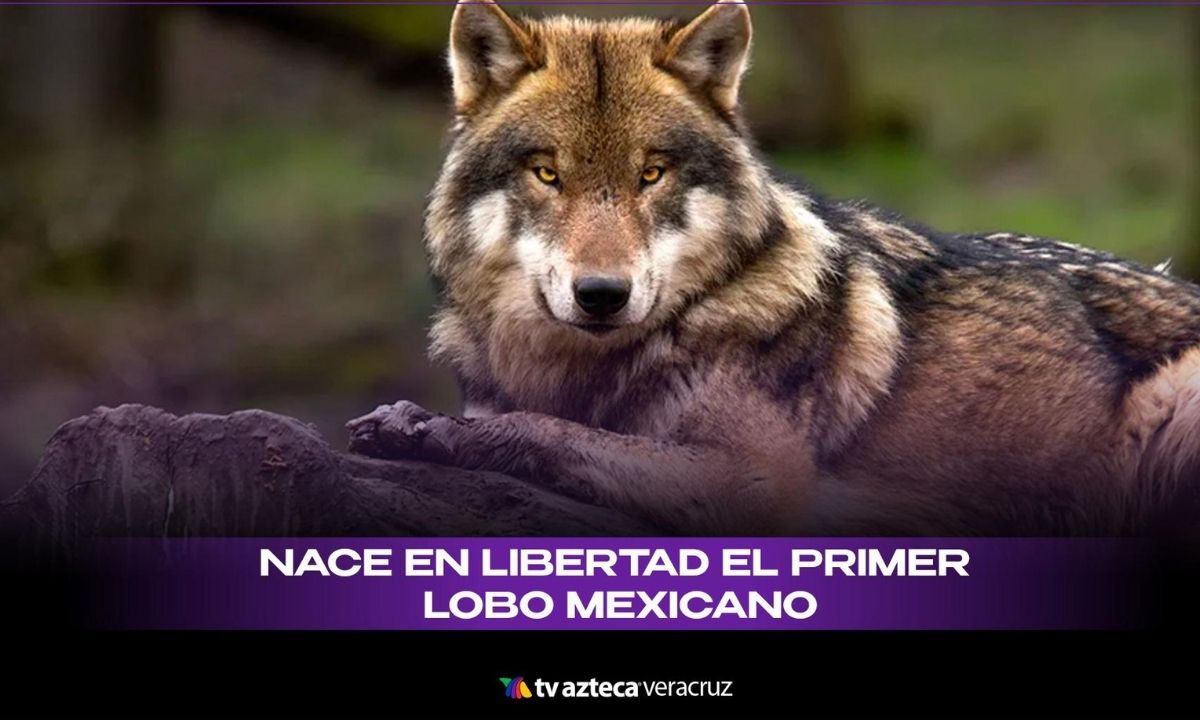 ¿Cómo ocurrió el nacimiento del primer lobo mexicano en libertad?