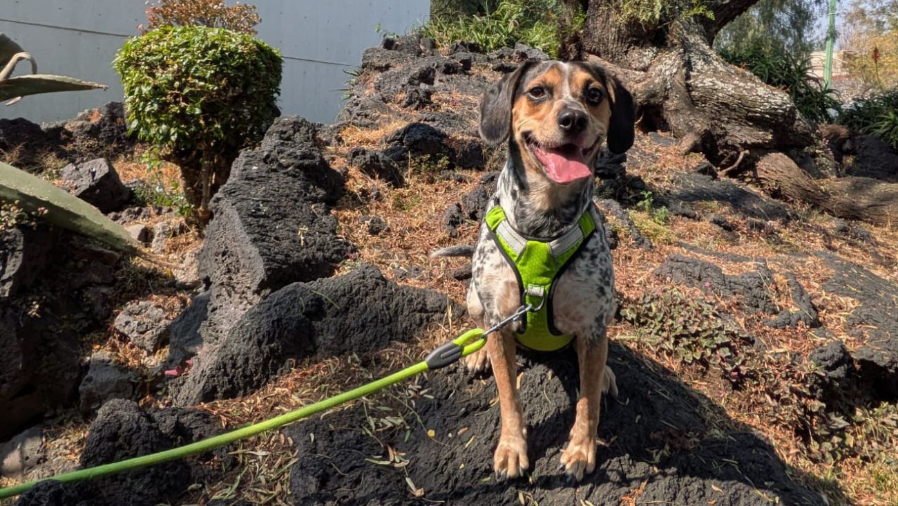 Registro único de mascotas CDMX: Requisitos, fechas, precio y quiénes deben hacerlo