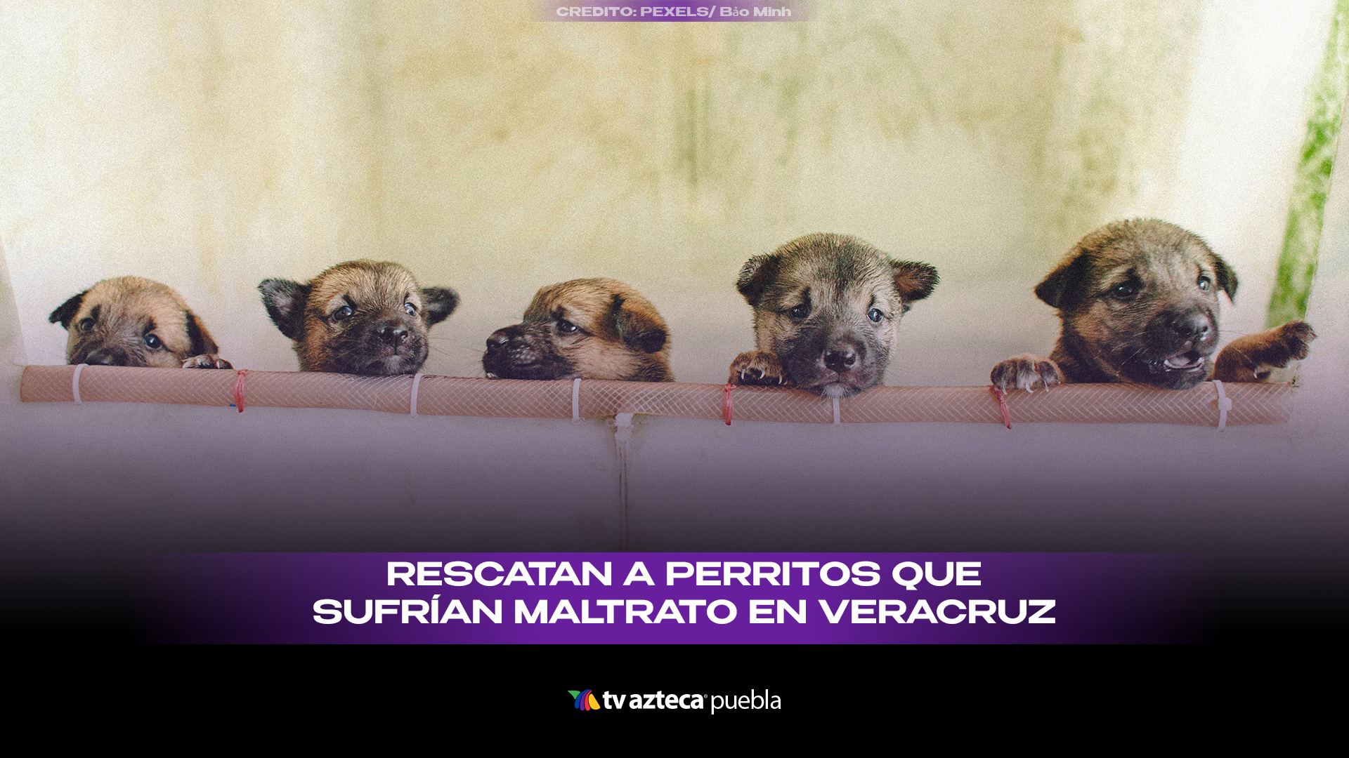 Rescatan 42 perros en Coatzacoalcos por maltrato animal