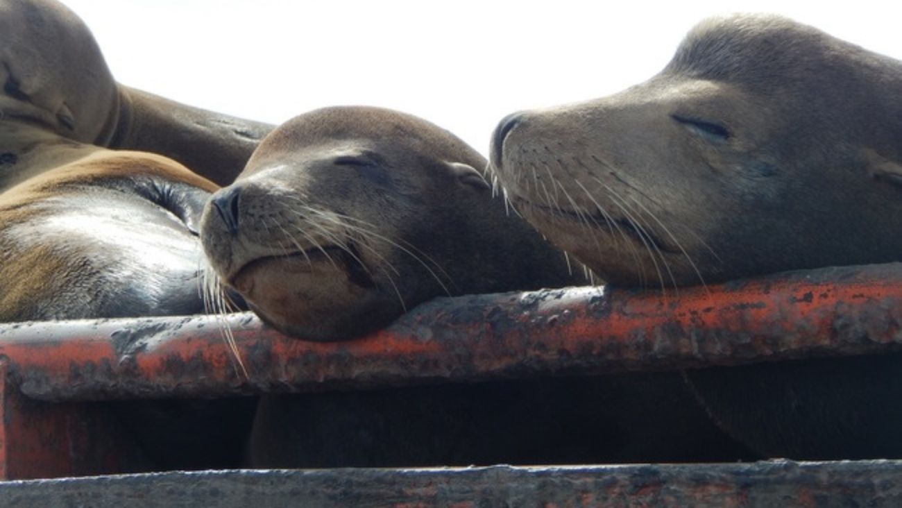 Alertan por presencia de lobos marinos en México; esto debes hacer si ves uno