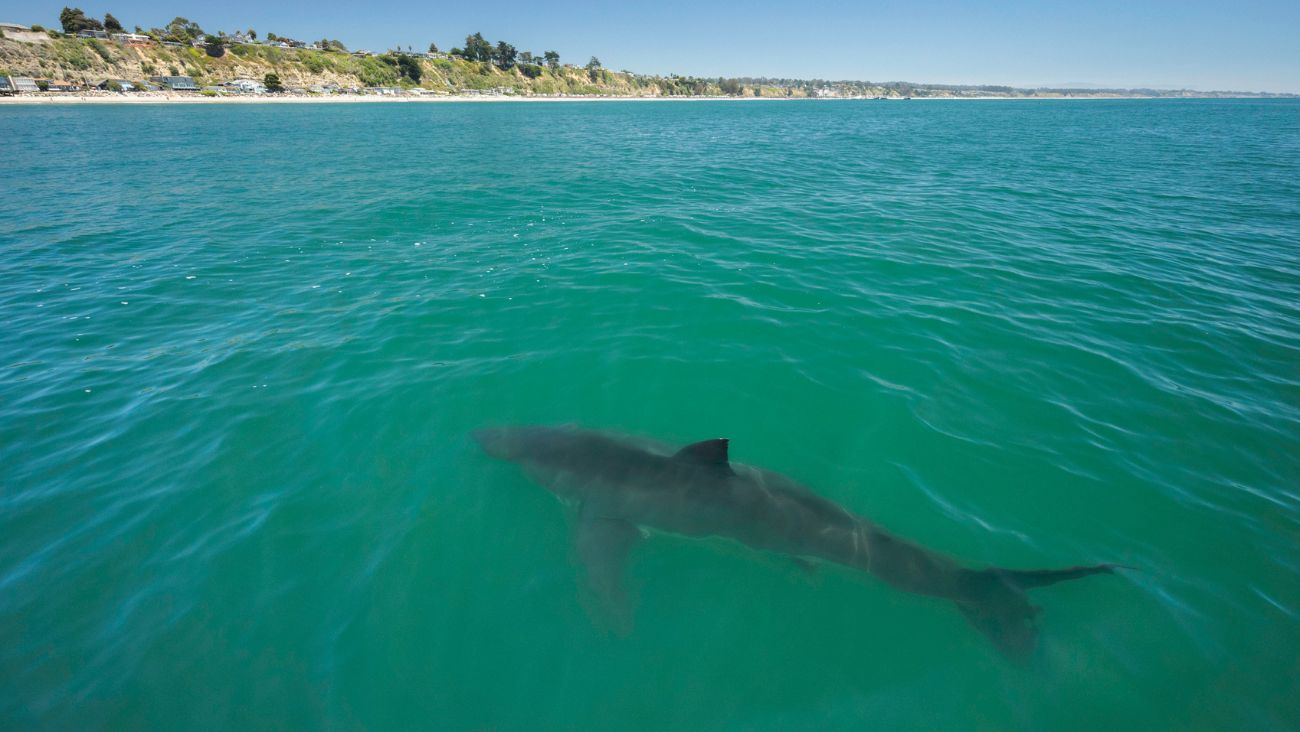 Video sensible: Joven es atacado por un tiburón en la playa