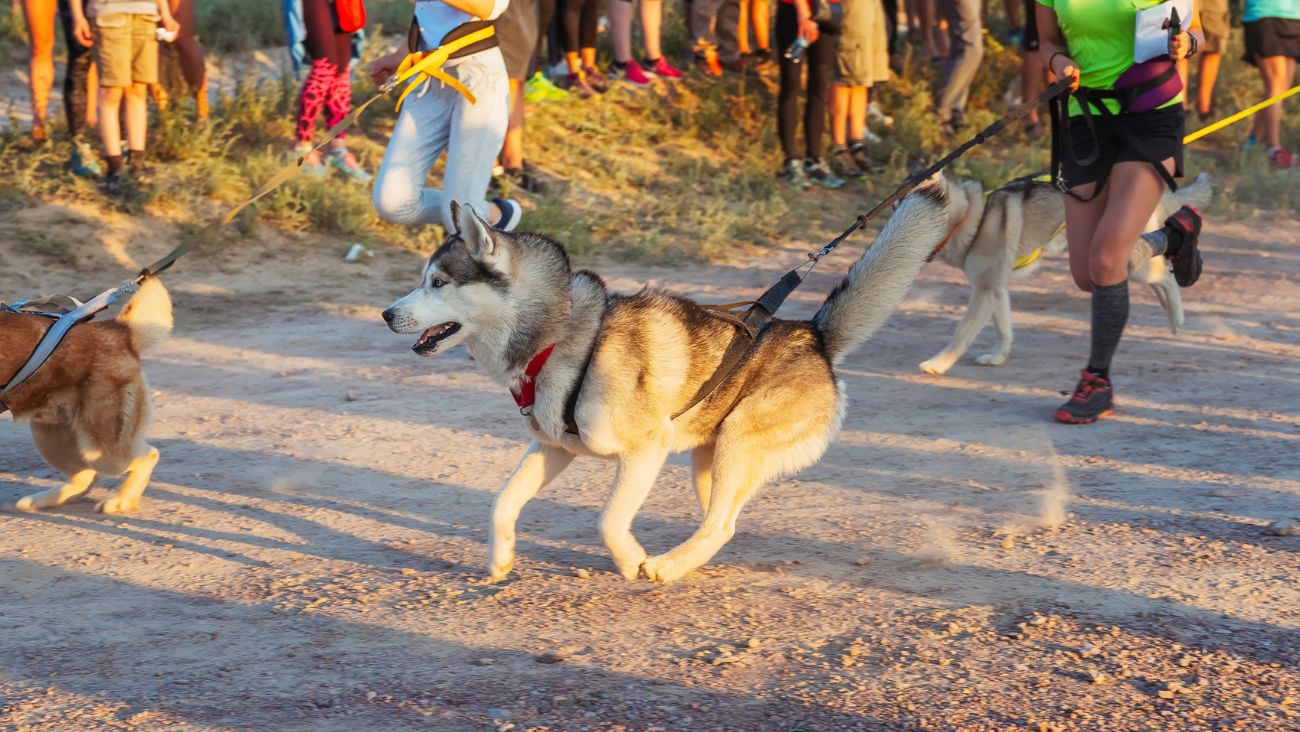 Llega la Carrera más Perrona donde podrás correr con tu perro y recibir grandes premios