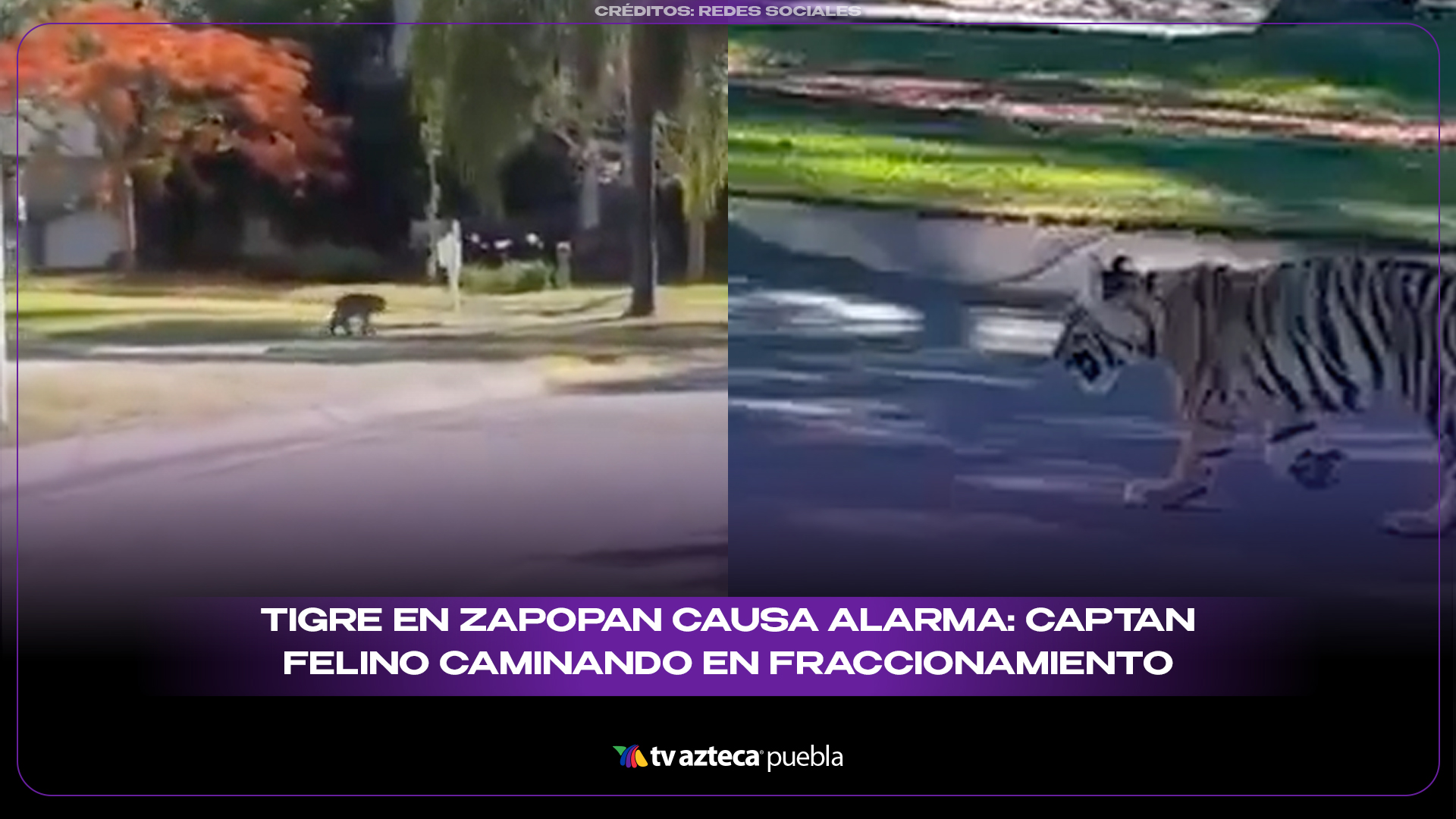 Tigre en Zapopan causa alarma: captan felino caminando en fraccionamiento