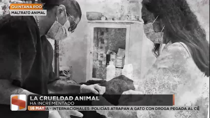Hechos AM Península | En Quintana Roo el maltrato animal ha ido en aumento