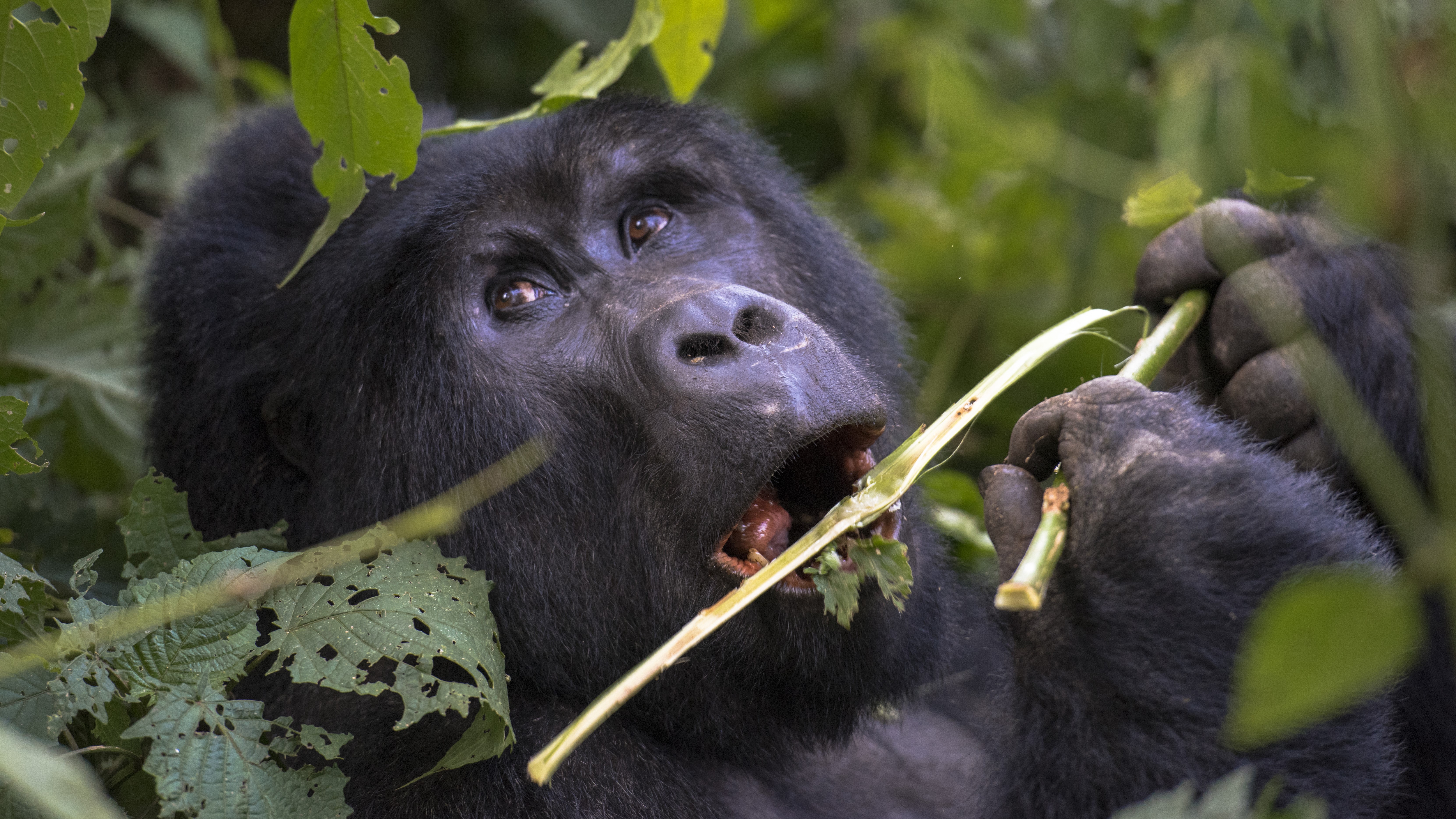 Ni los científicos lo esperaban: nace una cría de un mamífero en peligro de extinción dentro de un zoológico
