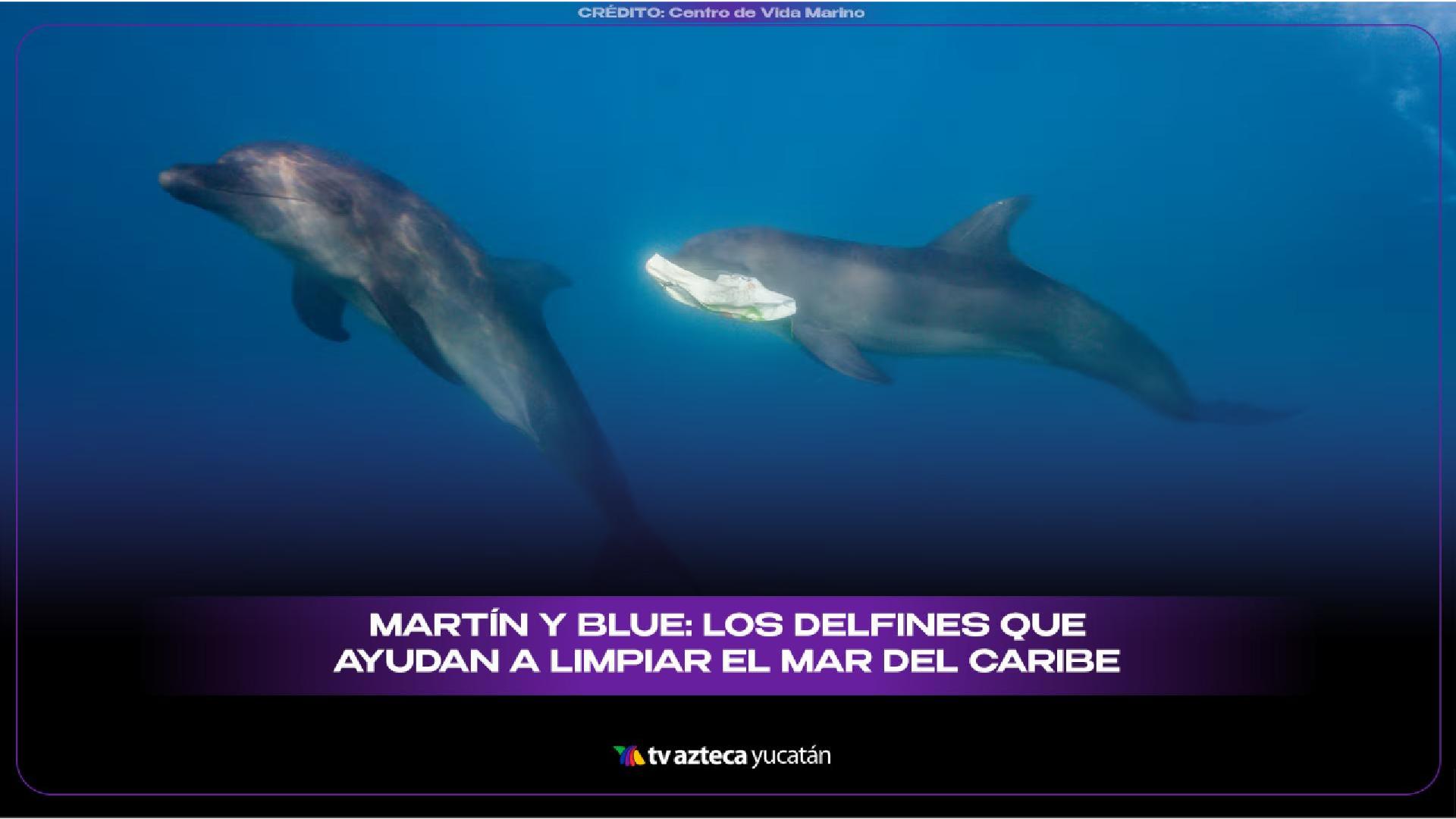 Delfines del acuario de Santa Marta ayudan a limpiar el mar y combatir ...