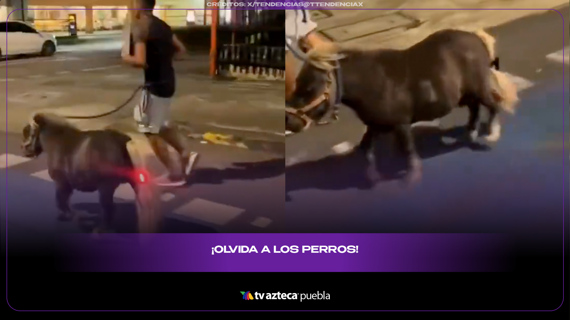 Hombre sale a correr con un pony miniatura y se vuelve viral