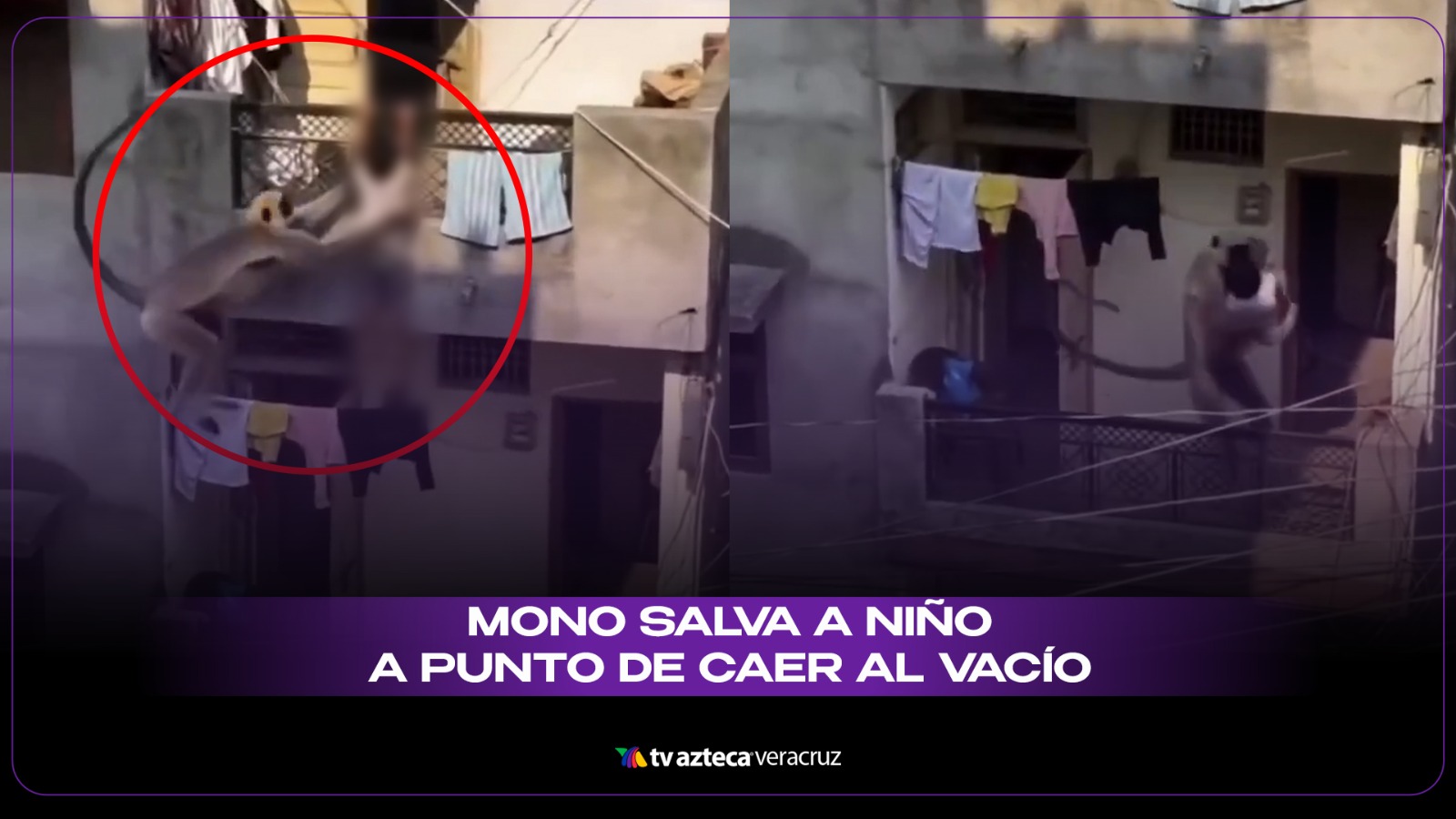 VIDEO: ¿Qué pasó con el mono y el queño niño?