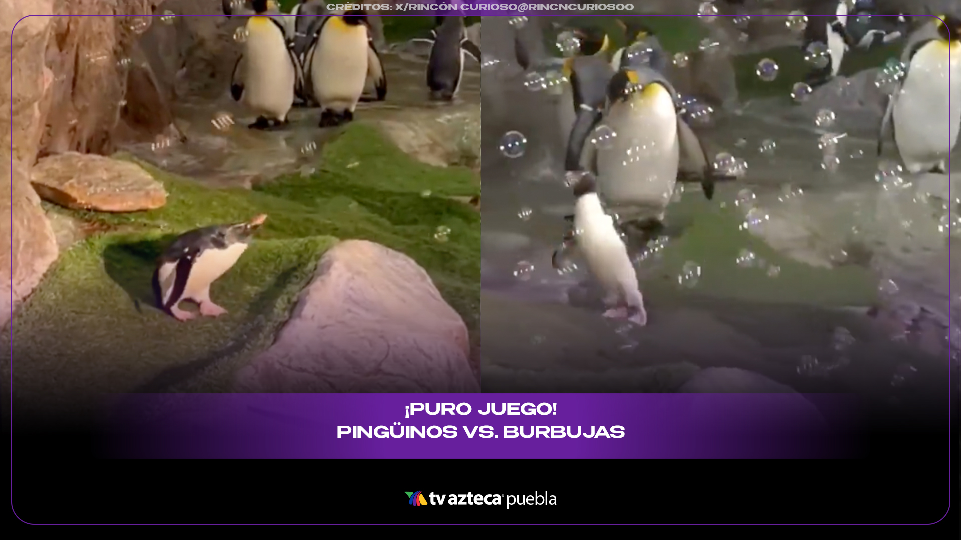Pingüinos juegan con burbujas y desatan ternura en redes