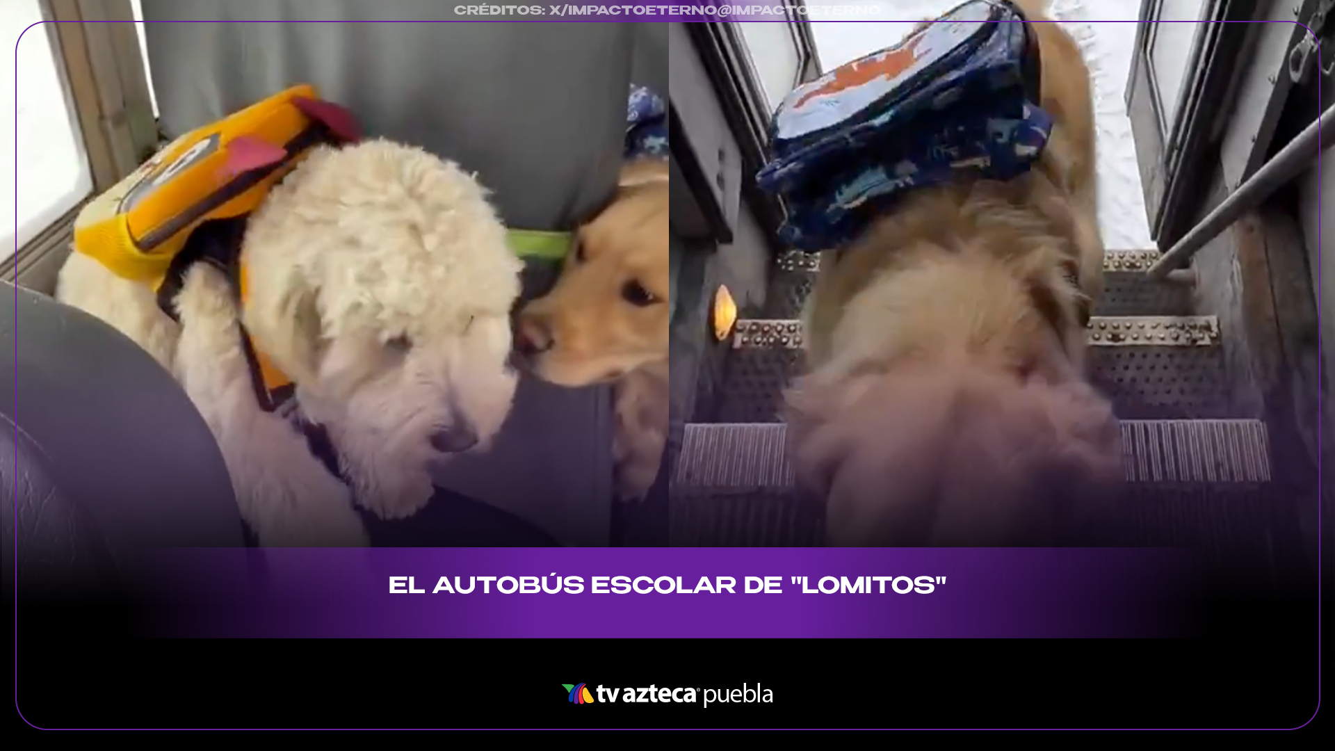 Autobús de perritos se vuelve viral por llevarlos como “estudiantes”