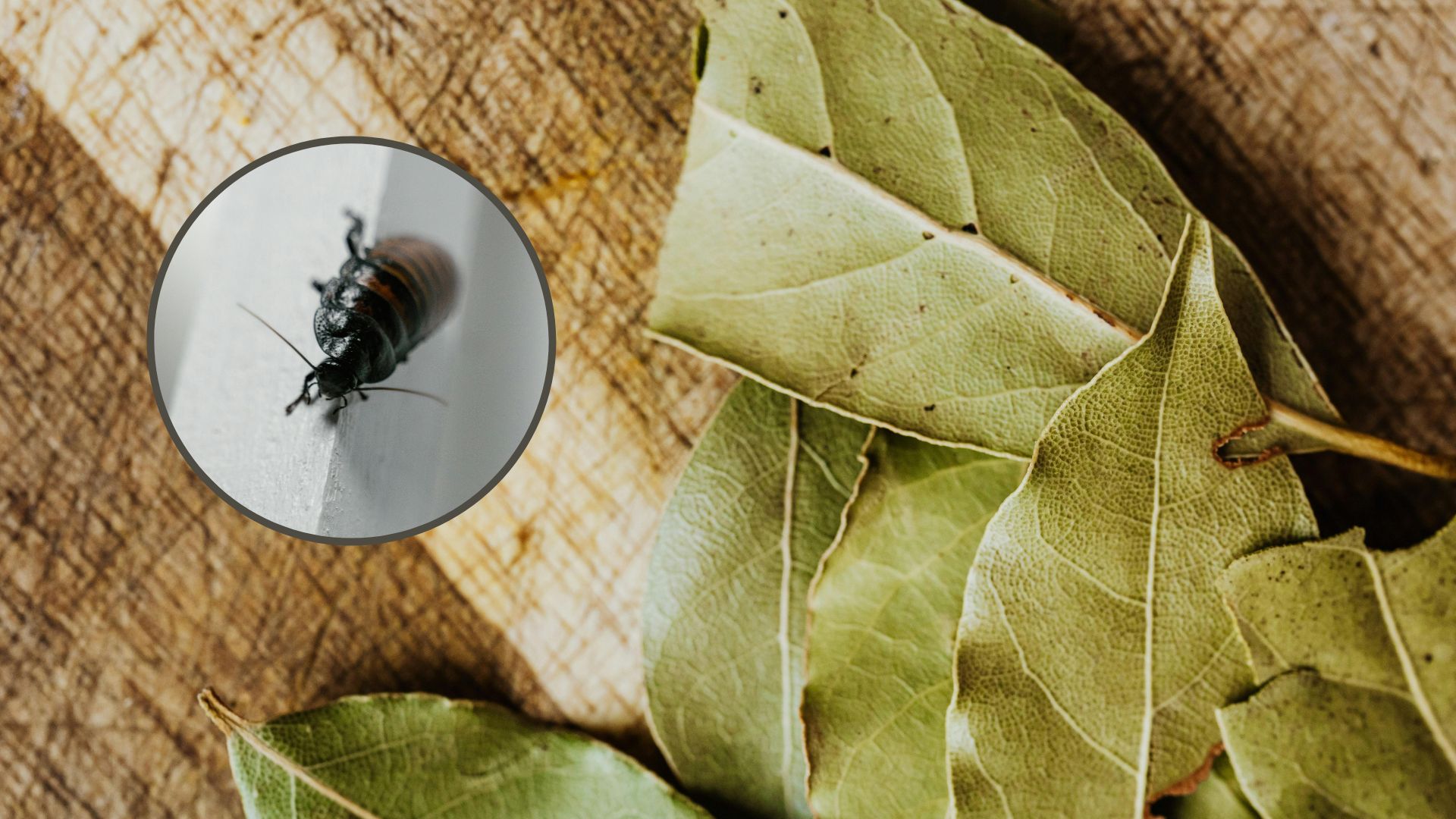 ¿Cómo acabar con las cucarachas con hojas de laurel?