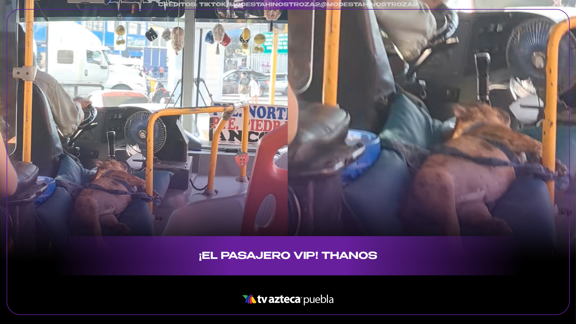 Perrito se vuelve copiloto de autobús y conquista a pasajeros en redes