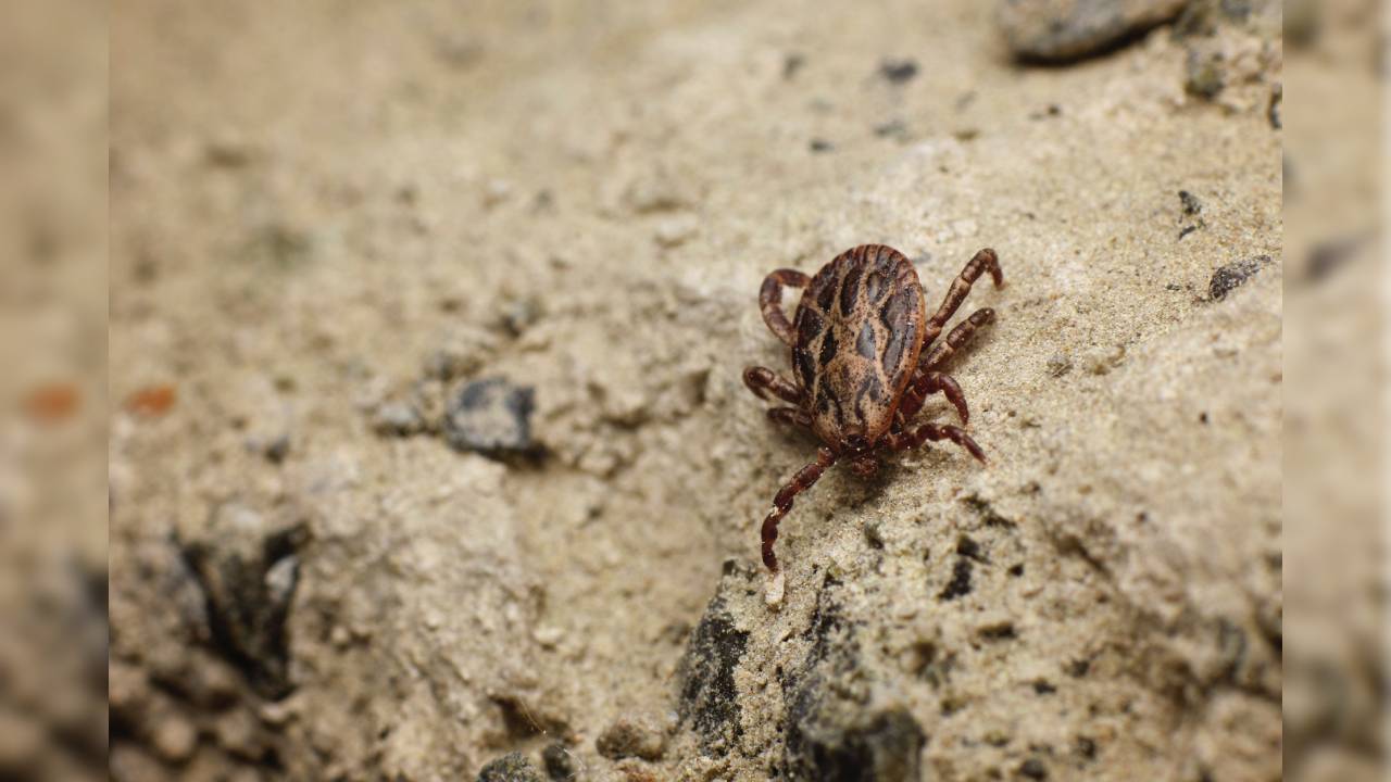 La rickettsia, enfermedad transmitida por garrapatas