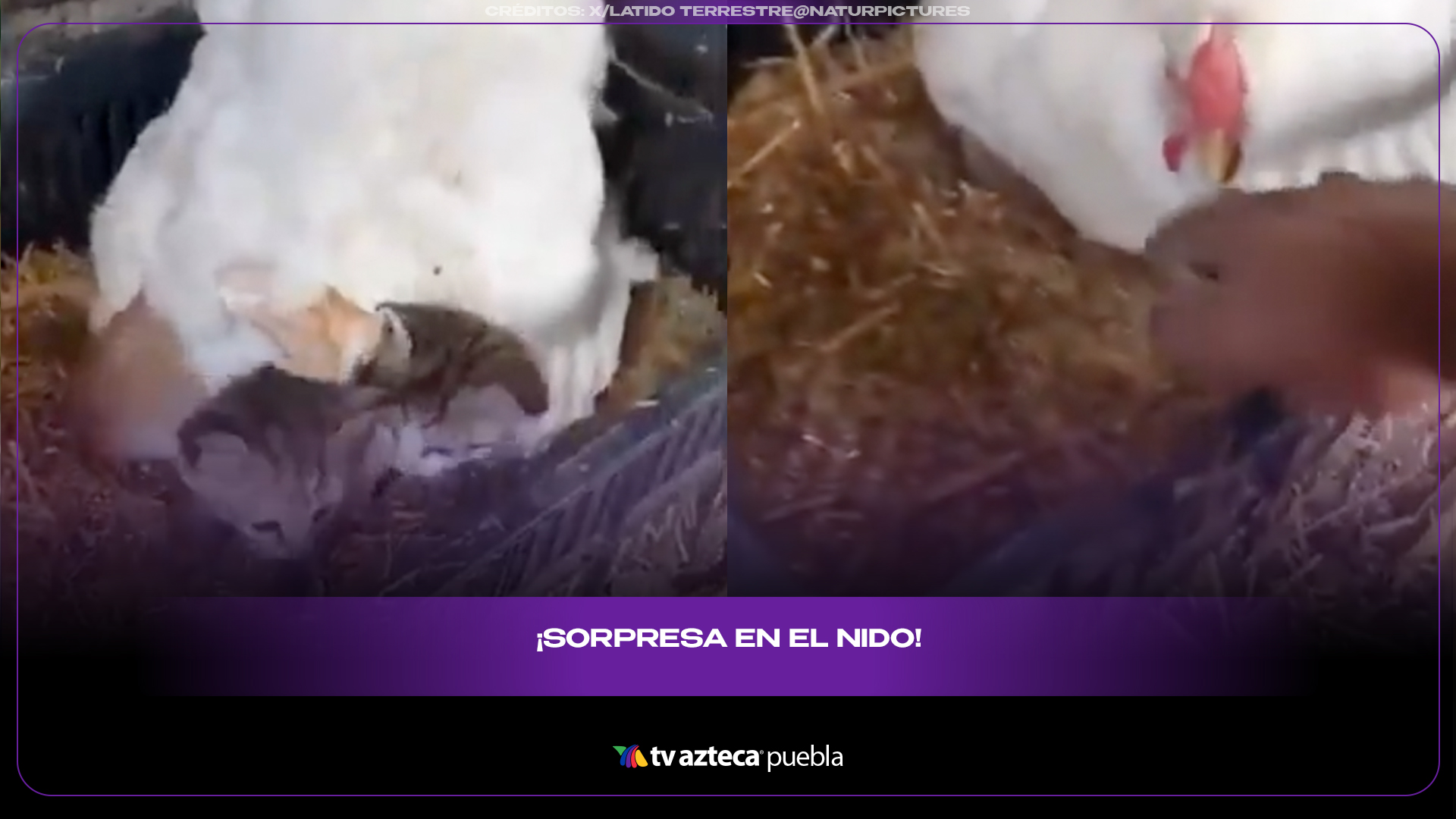 Gallina adopta gatitos y conmueve con su instinto maternal