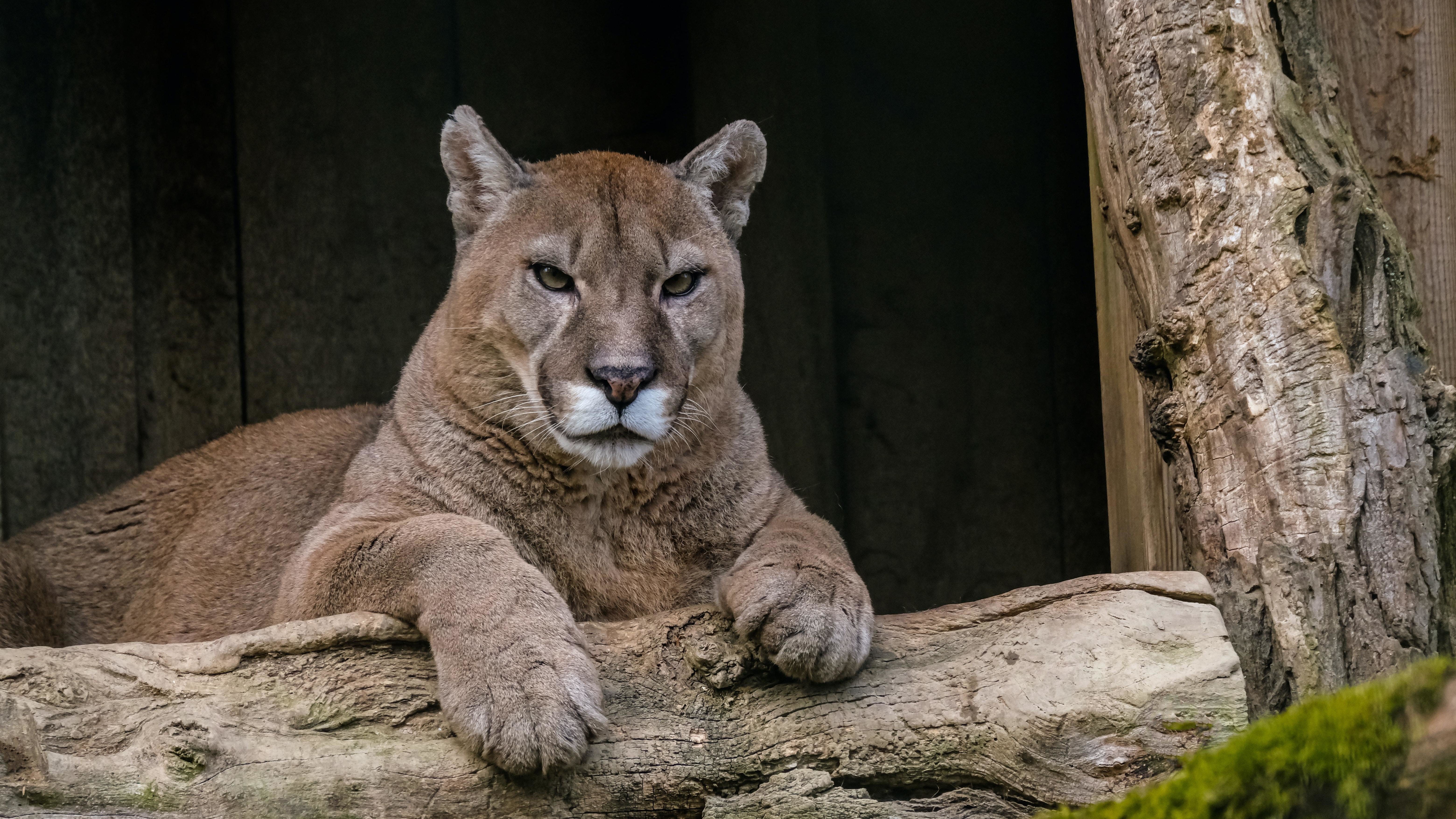 Perrita salva a su dueña del ataque de un puma