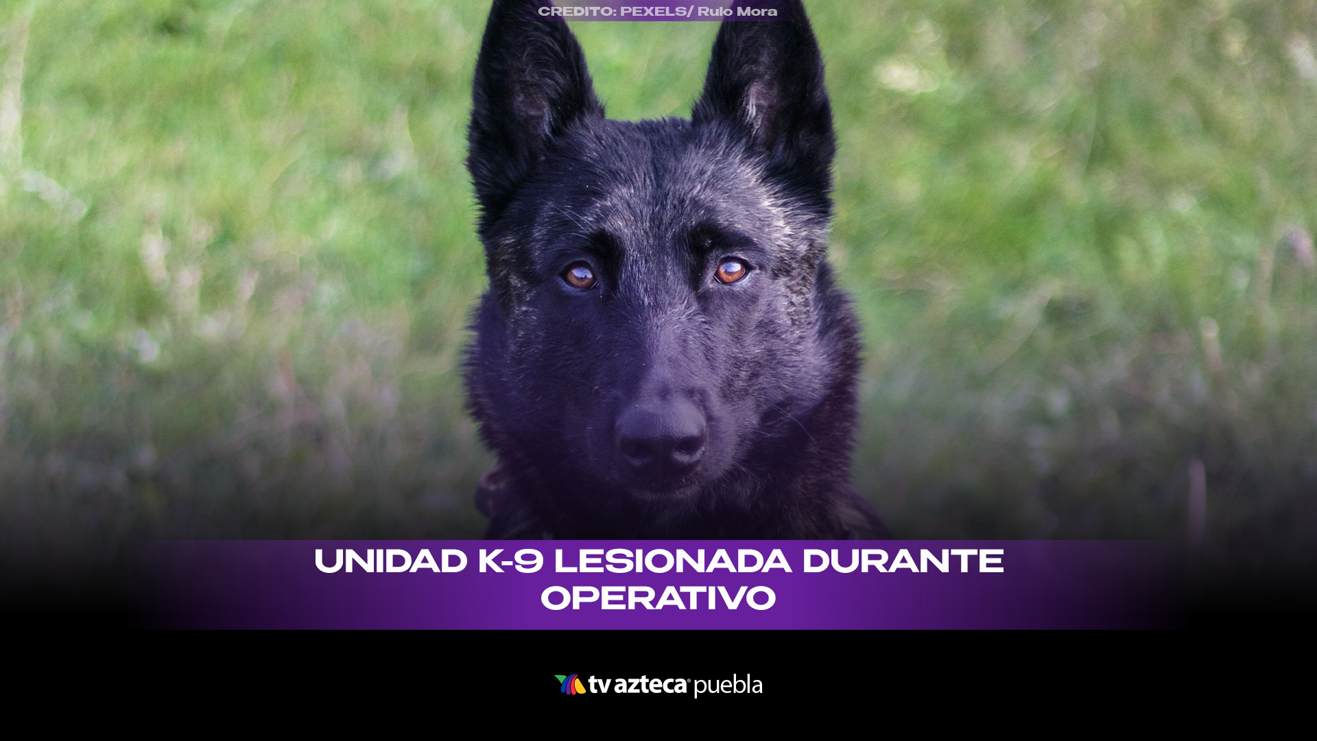 Perro K9 enfrenta ataque y logra detención en San Diego