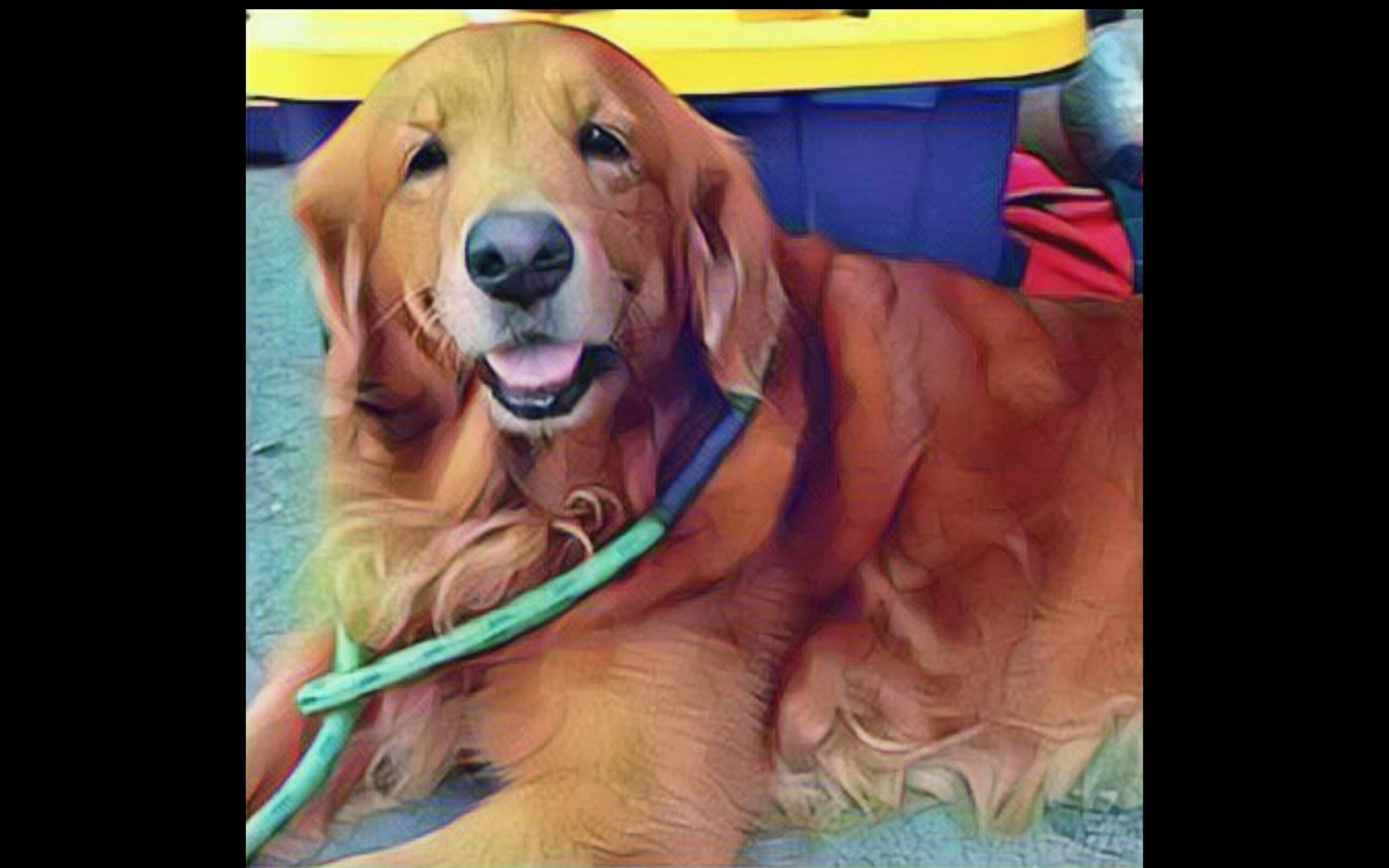 ¡Adiós Alondra! Muere perrita rescatista que apoyó en sismo de 2017 - Vimarsana News