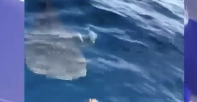 Pescadores en Manzanillo nadan junto a tiburón ballena; avistamiento sorprende en área protegida