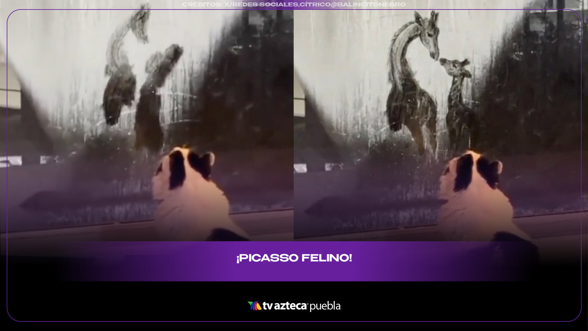 Gatito “artista” dibuja en ventana y desata memes en redes