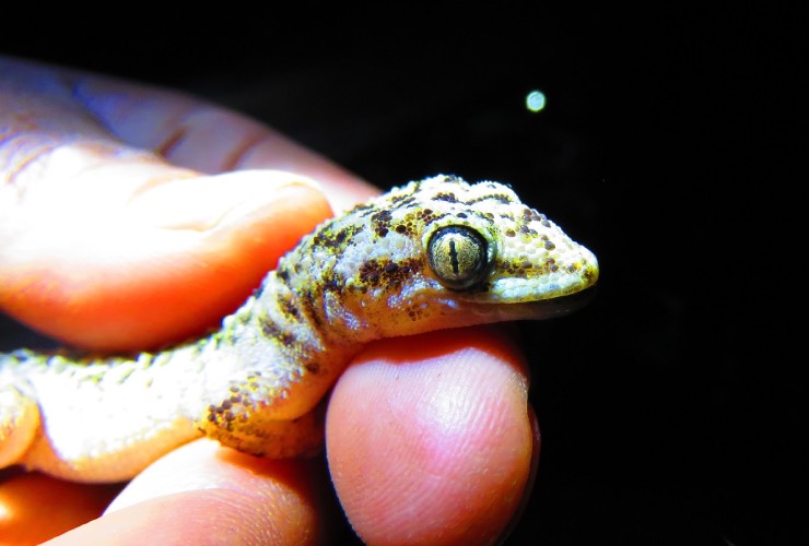 Nueva especie de gecko protegida en Tehuacán-Cuicatlán