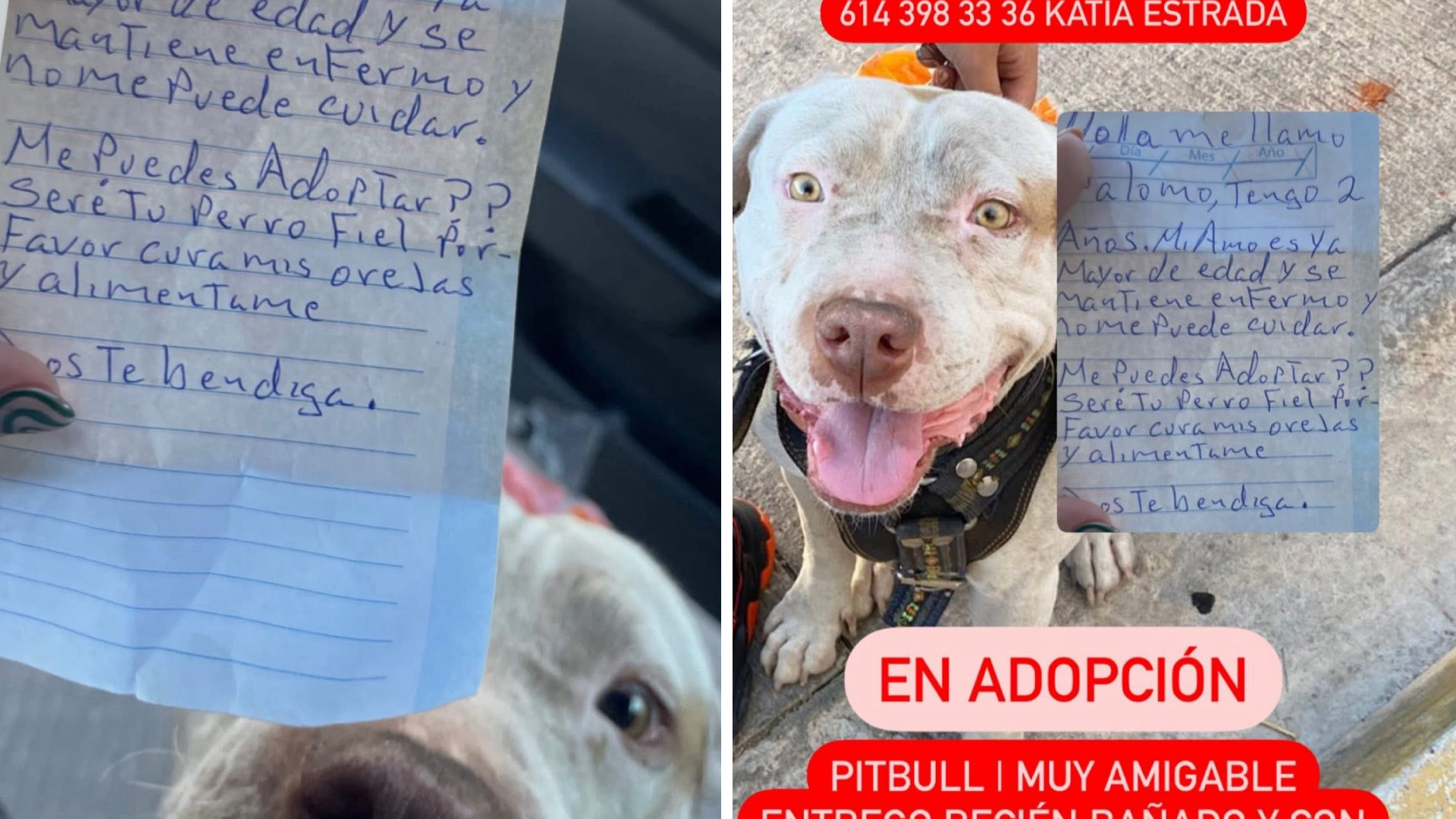 Abandonan a perrito con conmovedora nota en la Vialidad Sacramento ...