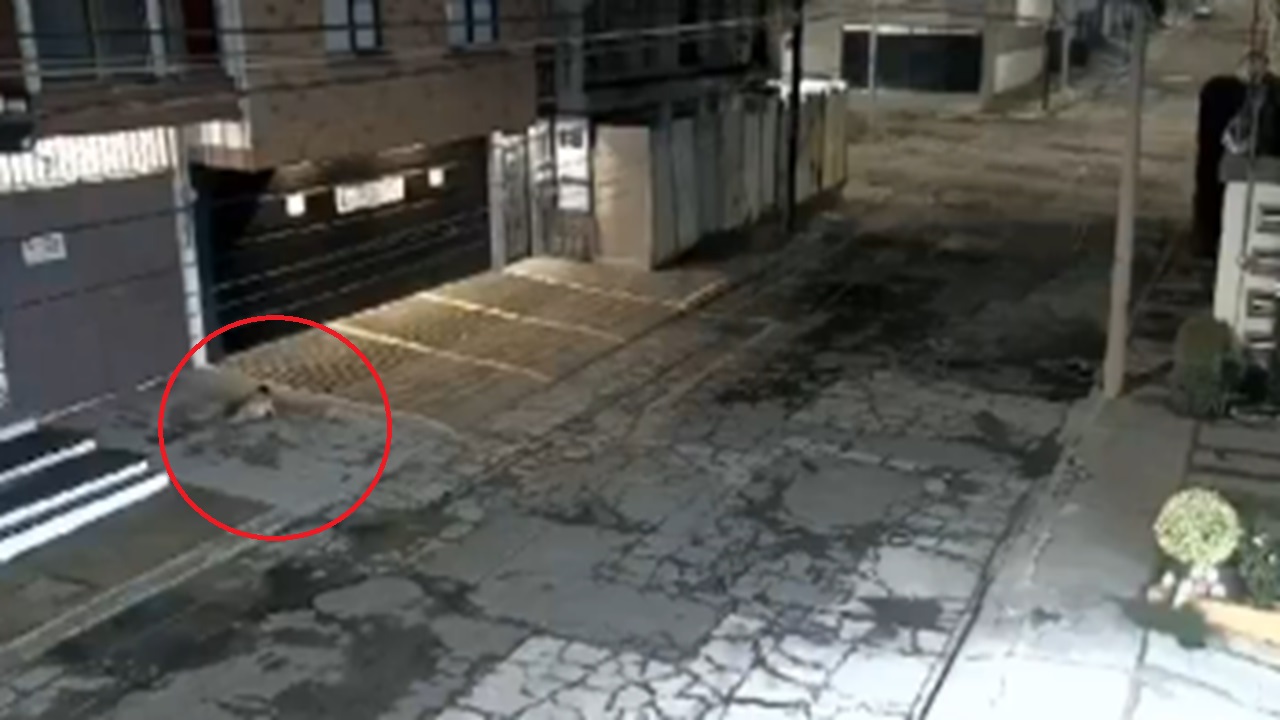 Bebé cayó desde el balcón de una casa de la colonia La Paz, Puebla ...
