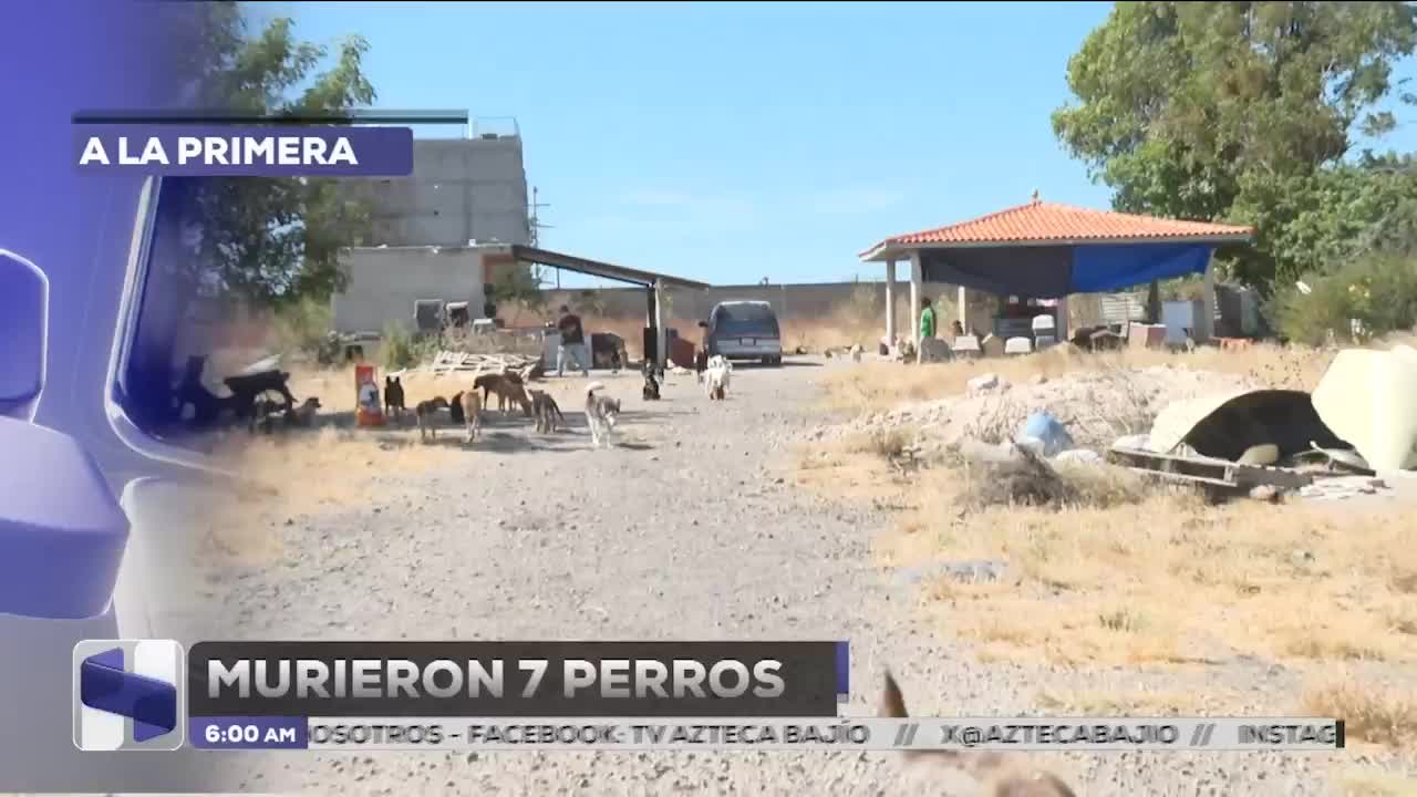 Ya suman 7 perritos muertos tras donación de alimento envenenado a albergue
