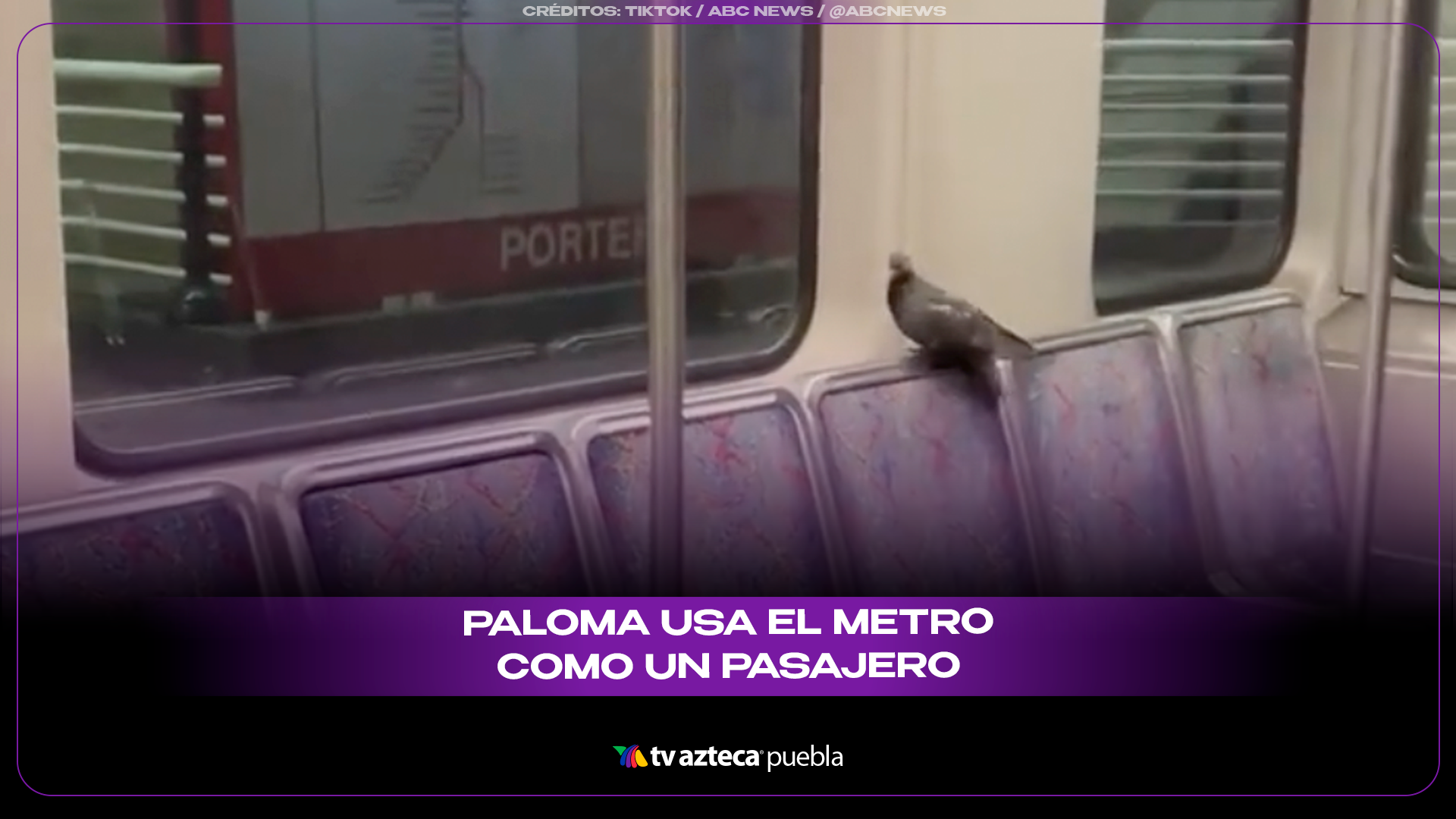 Paloma viaja en metro como pasajera y se vuelve viral en redes.
