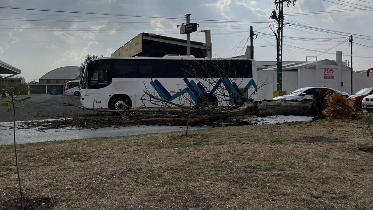 VIDEO: Viento derriba árboles en Puebla HOY; estas fueron la zonas afectadas