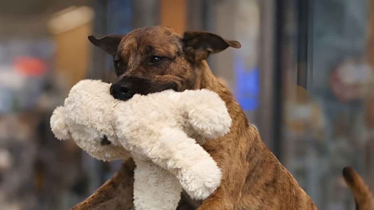 Adoptan al perrito que robó peluche en Miniso de Mérida tras conmover en redes sociales