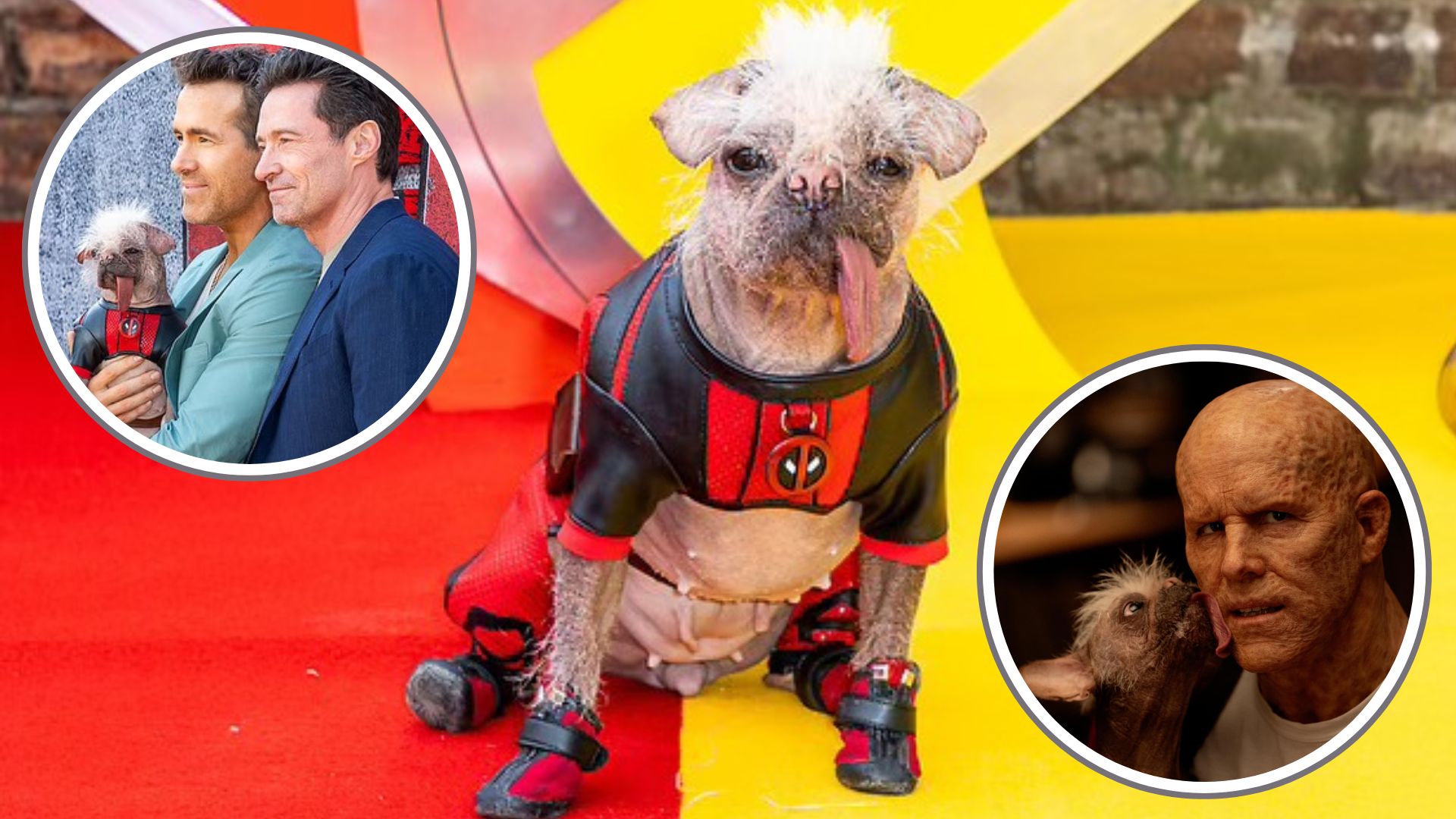 Aztec Deadpool Dogpool, conoce a Peggy, la perrita de Deadpool 3: ¿qué raza es y por ...