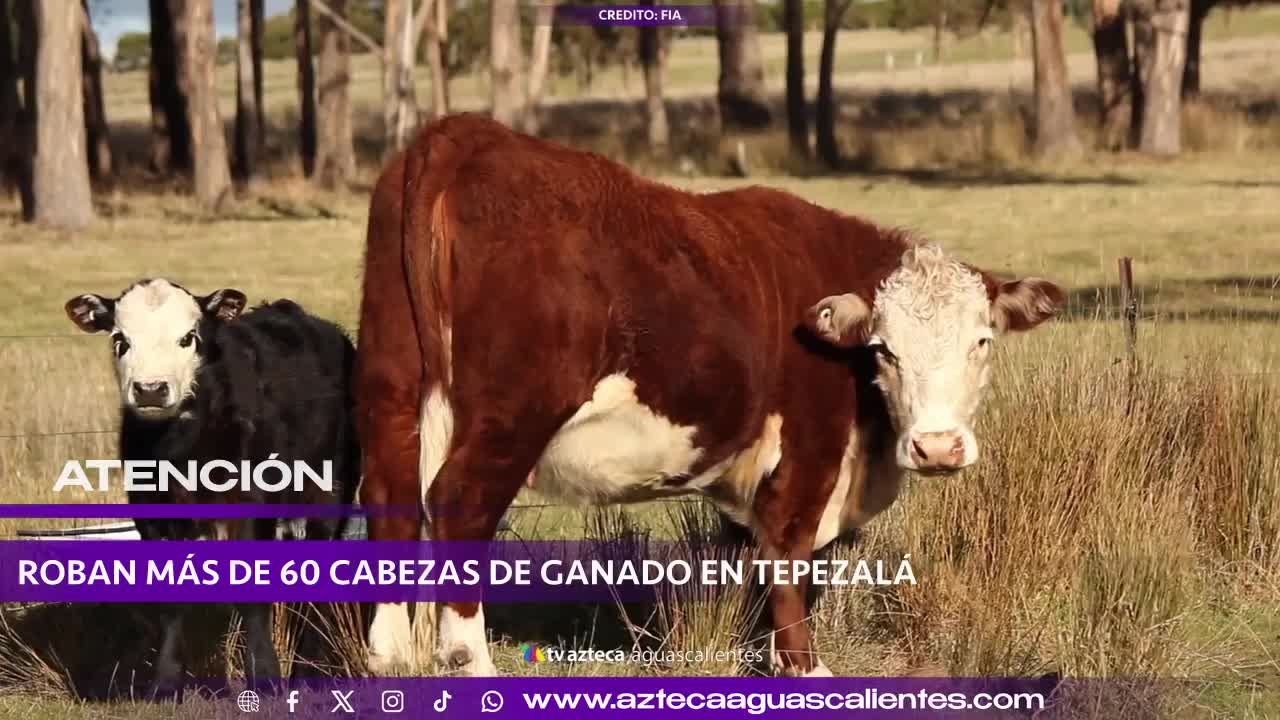 Robo de 60 cabezas de ganado en Tepezalá: pérdidas cercanas a 3 millones