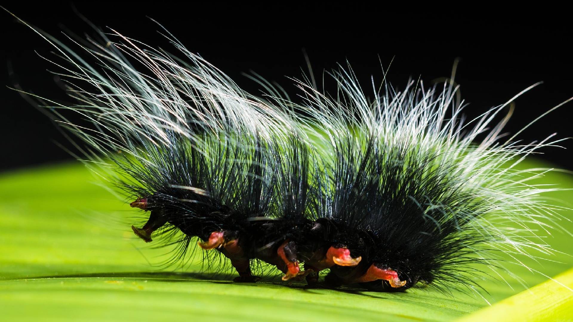 Oruga peluche, insecto tóxico detectado en Tlajomulco Tlaquepaque Hoy ...