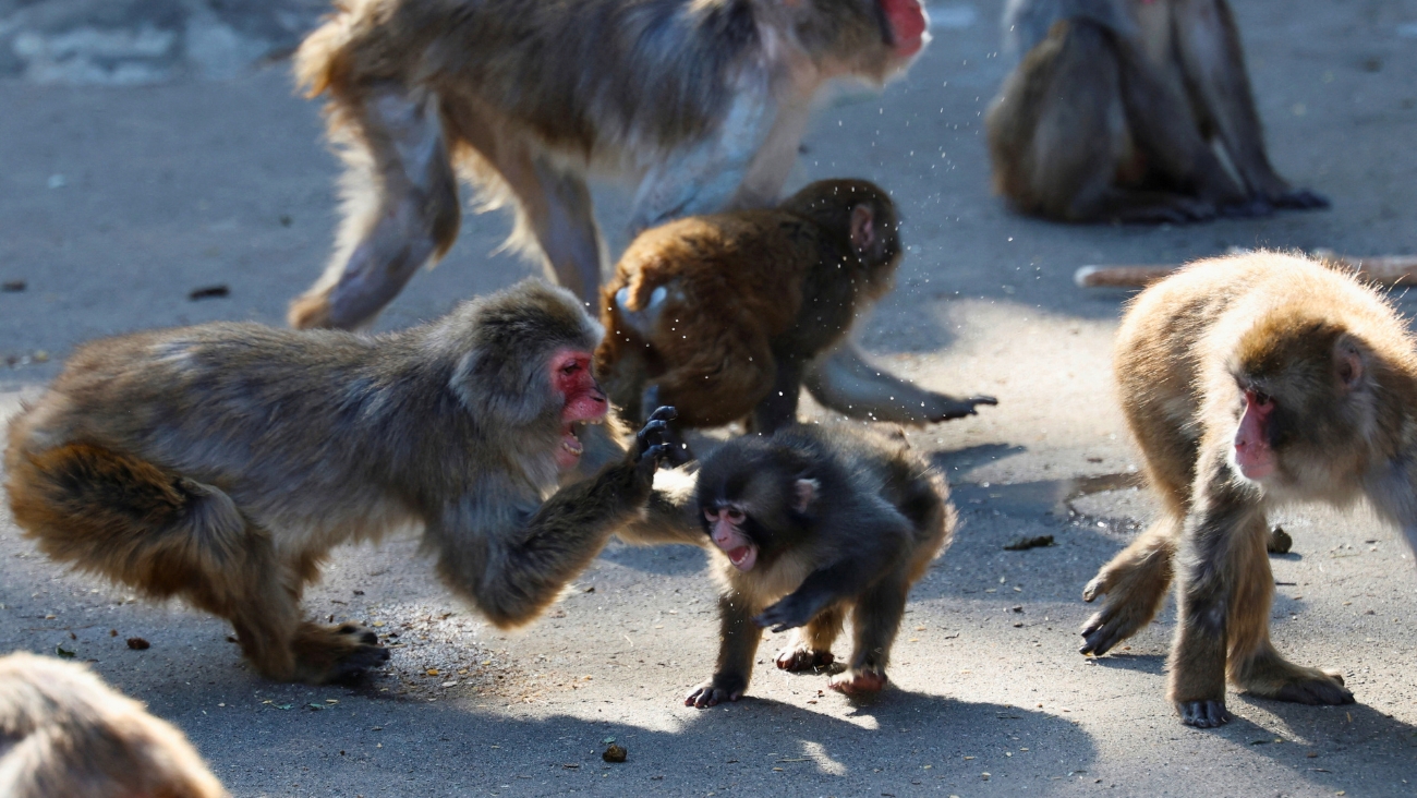 VIDEO: Otro drama con el monito Punch, primero lo abrazan y luego lo avientan de un acantilado