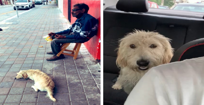 Adulto mayor invidente pierde a su perrito en Tampico, Tamaulipas